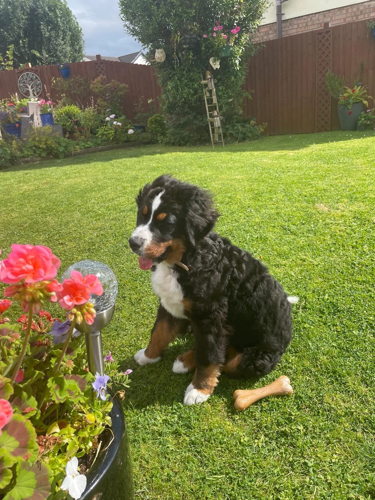 A cute black, brown, and white puppy sitting on a lush green lawn with a bone chew toy nearby, in a backyard with various plants, flowers, and garden decorations.