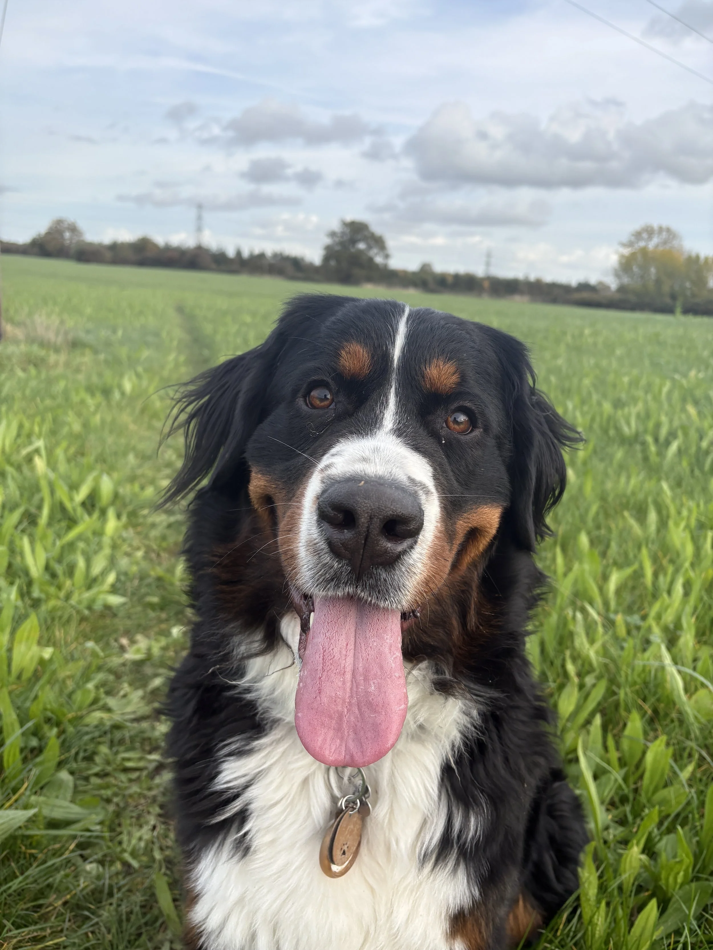 Close-up of a Bernese Mountain Dog outdoors in a grassy field with cloudy skies in the background.