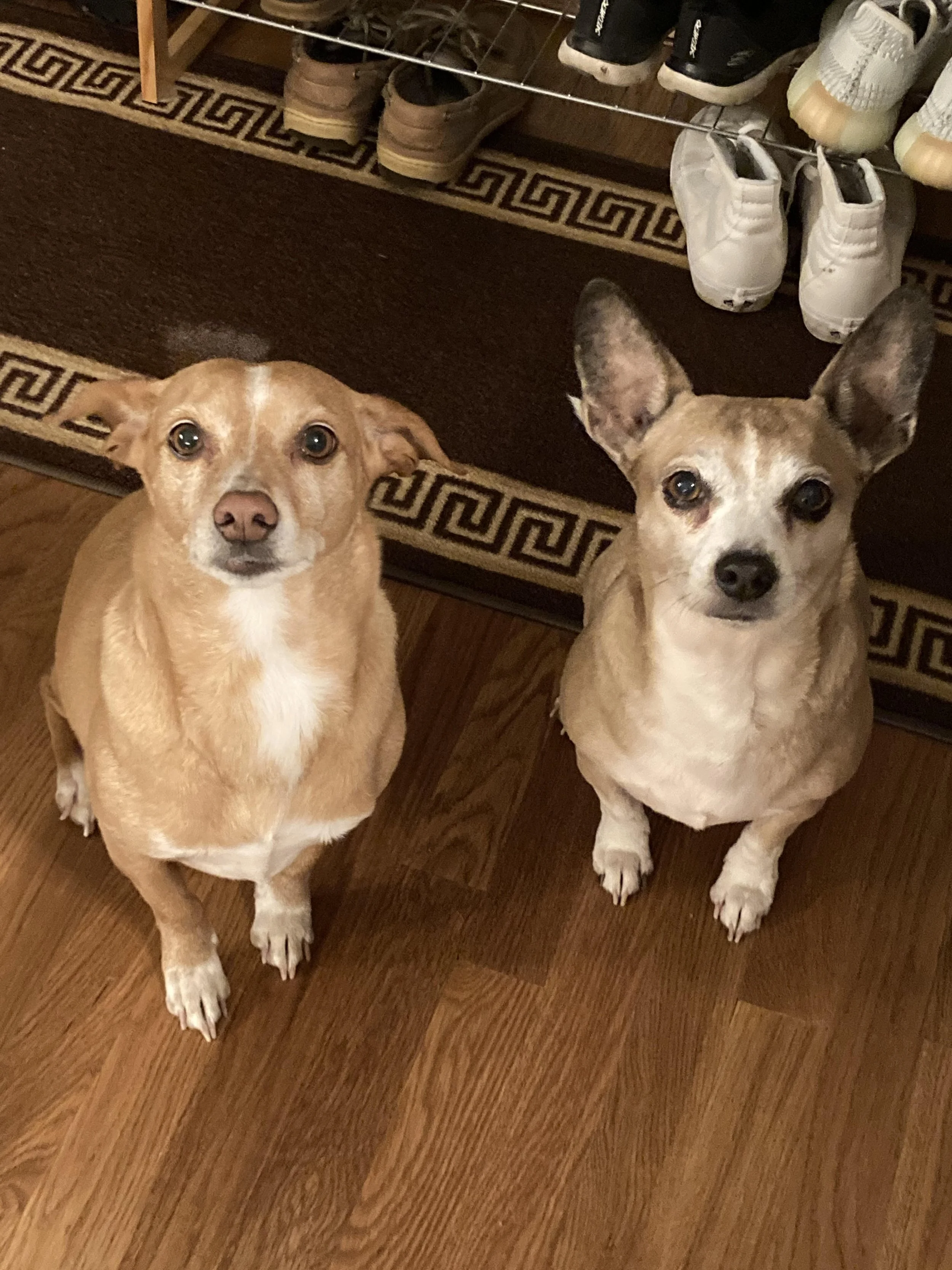 Two dogs sitting on a hardwood floor, looking up at the camera. One is a tan-colored dog with floppy ears, and the other is a tan and white dog with large, upright ears. Behind them is a shoe rack with various shoes and a brown and beige patterned rug.
