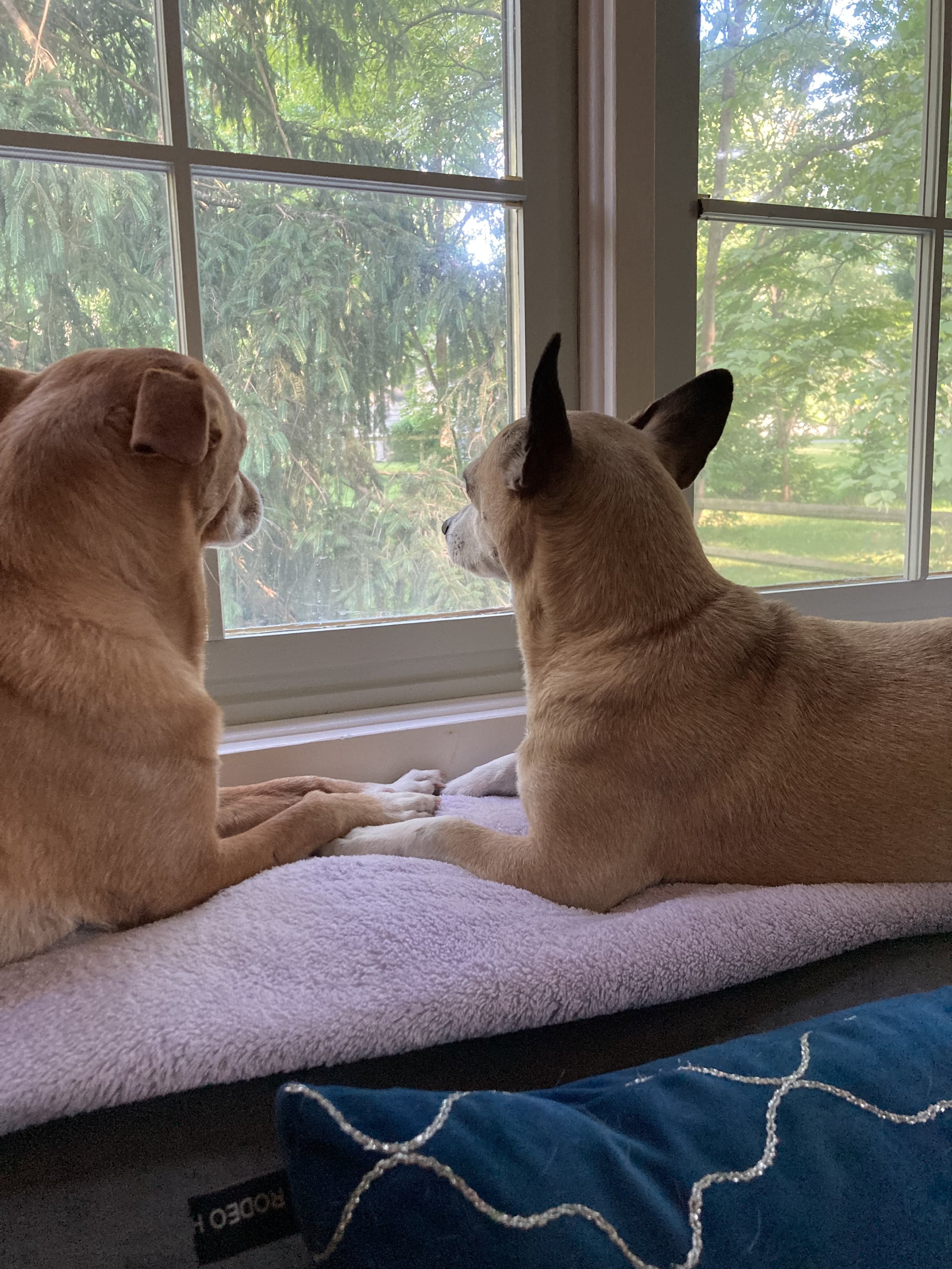 Two dogs lying on a pink blanket on a windowsill, looking outside.