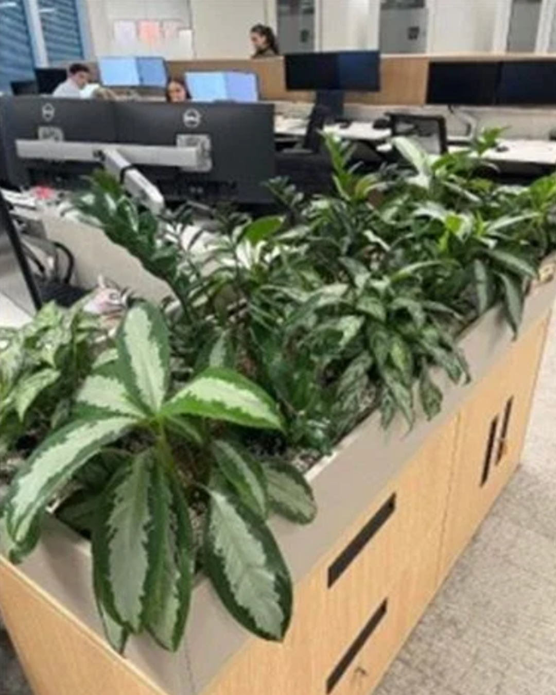 Interior planting service maintaining healthy plants in commercial office environments