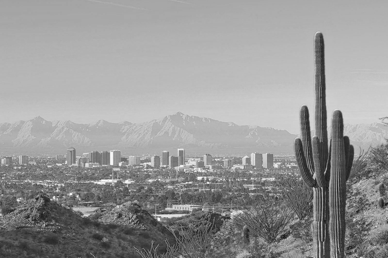 City skyline with mountains in the background and a large cactus in the foreground, in black and white.