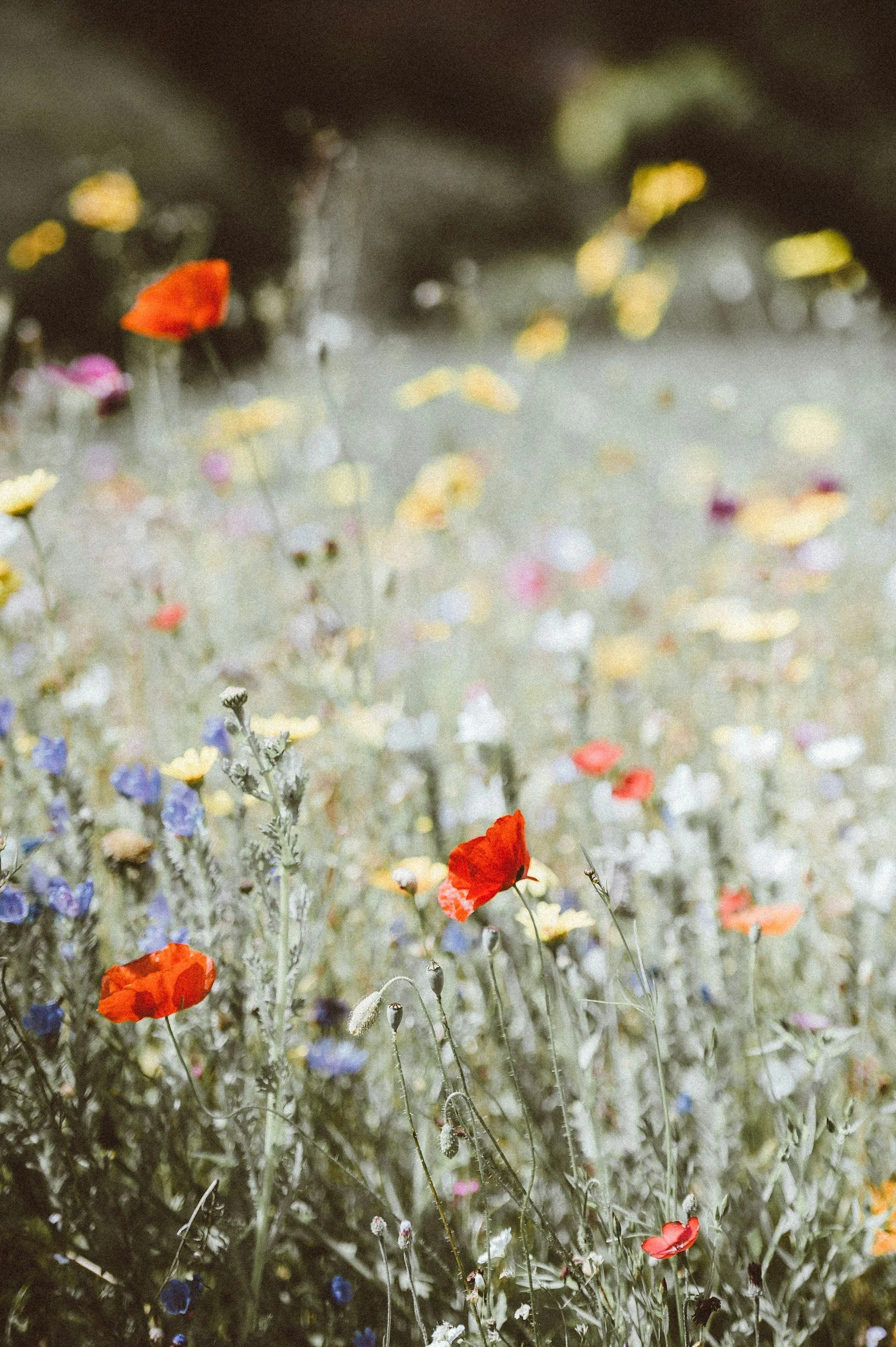 Bunte Wildblumen im Nahaufnahme, einige rote Mohnblumen im Vordergrund, unscharfe bunte Blumen im Hintergrund.