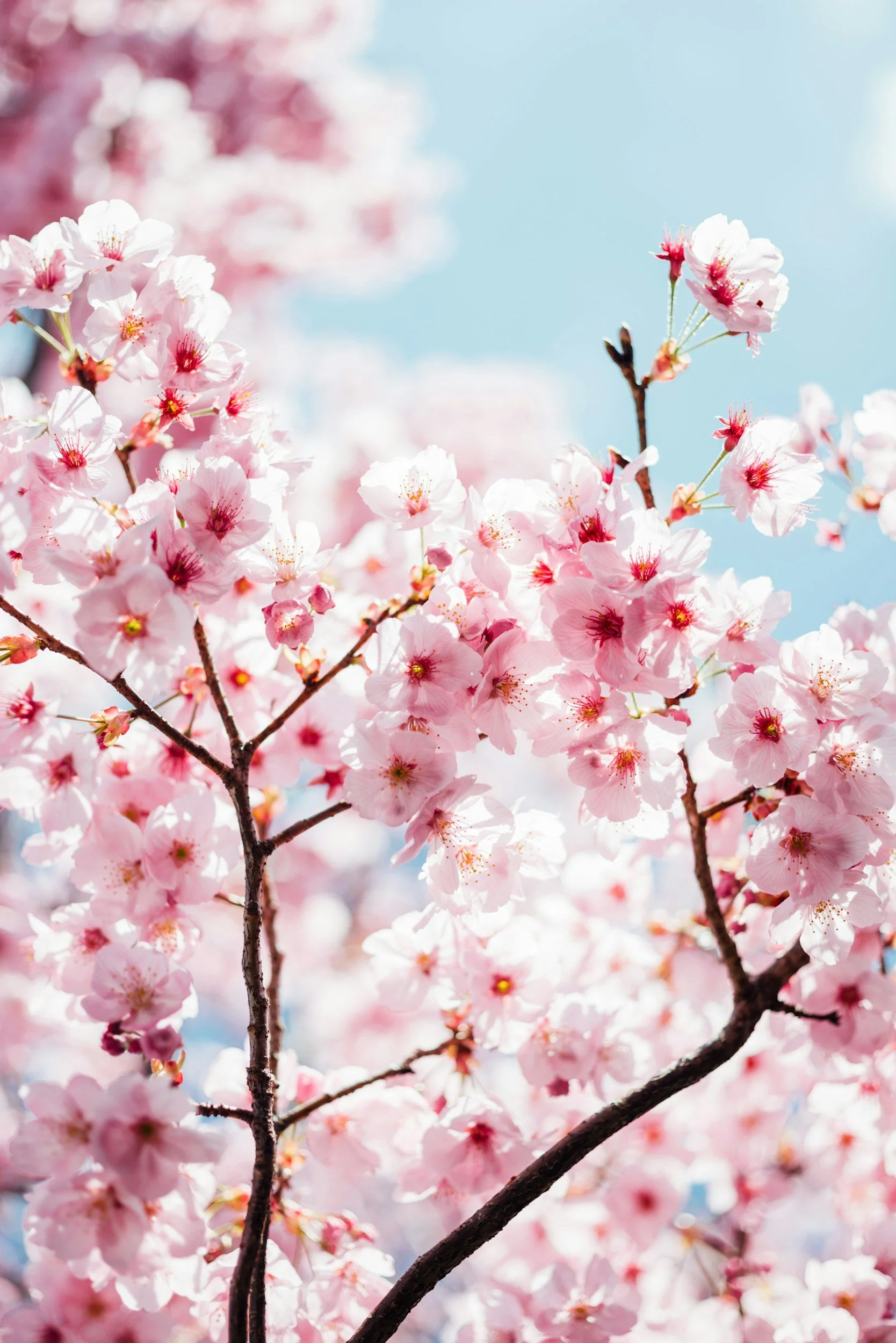 Nahaufnahme von blühenden Kirschblüten an einem Ast vor einem blauen Himmel.