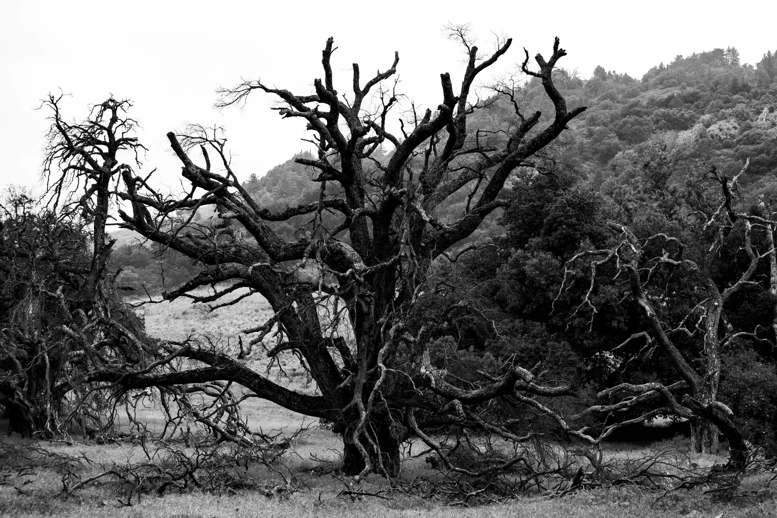 B&W.Tree.jpg