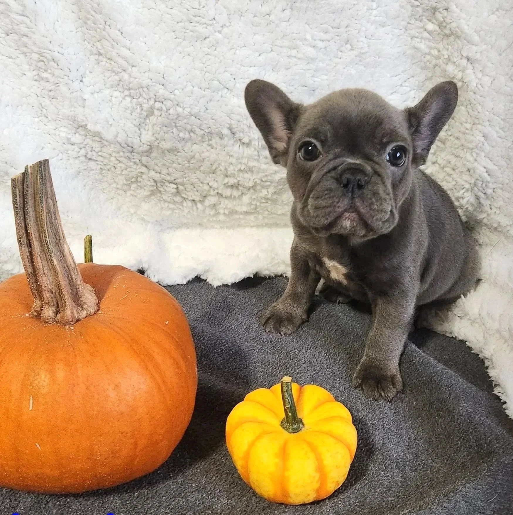Blue French Bulldog Puppy Available - Skittles Nebraska.jpg
