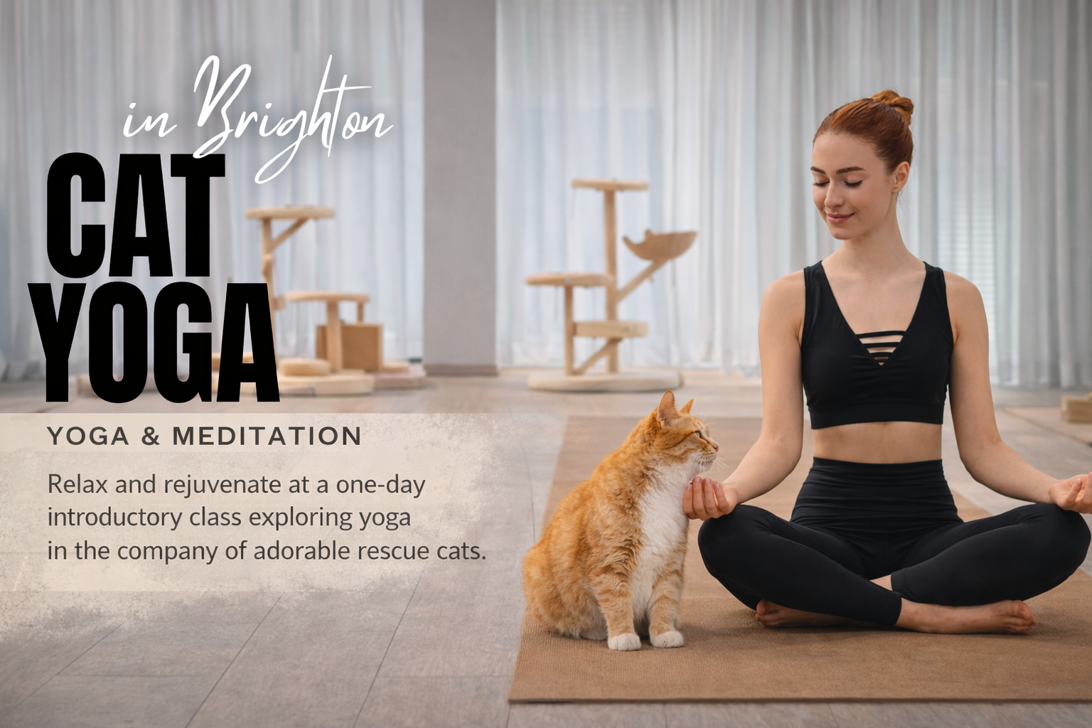 Cat Yoga 