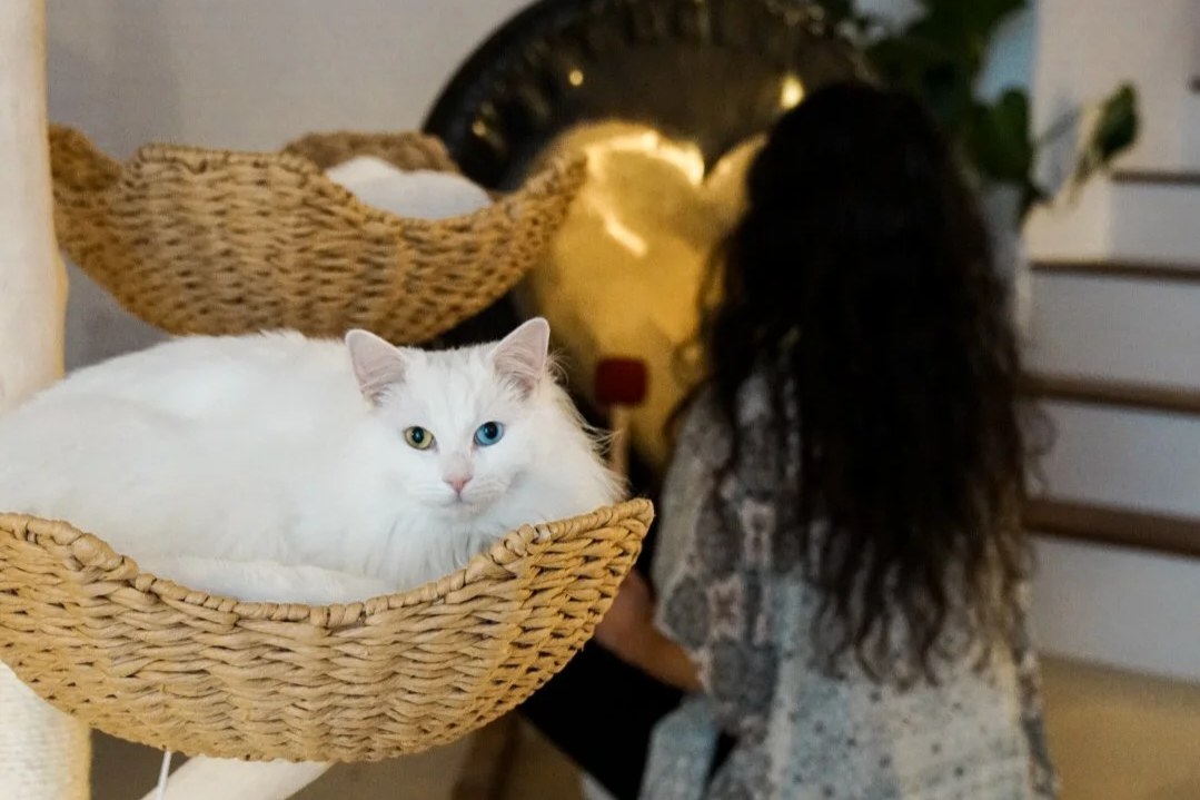 Women's Circle: Sound Bath With Feline Presence