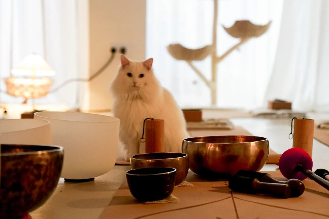 Sound Bath Meditation &amp; Mindful Cat Connection 