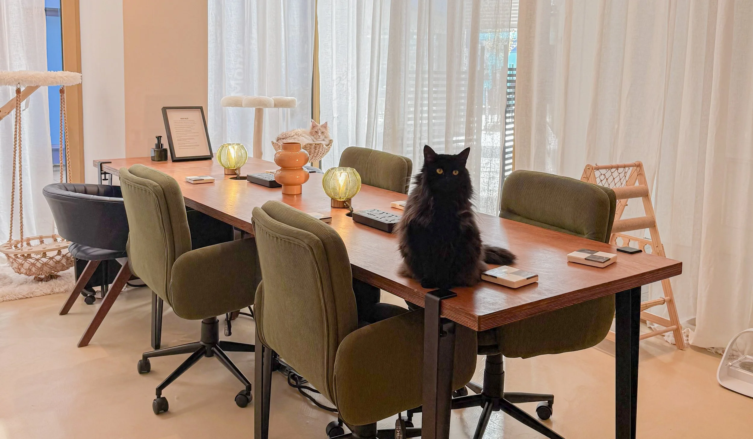 What is Purrfect Space? 