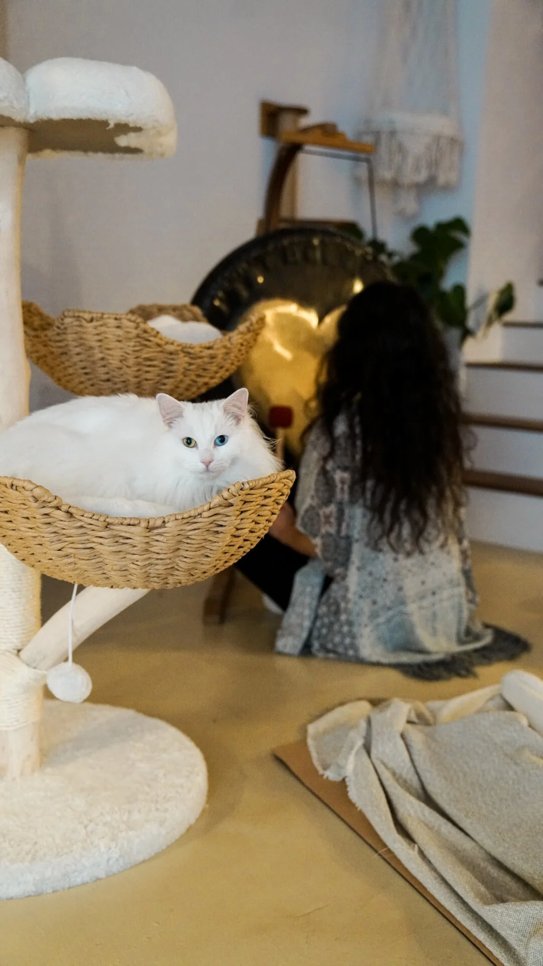 Wellness for you and the cats
