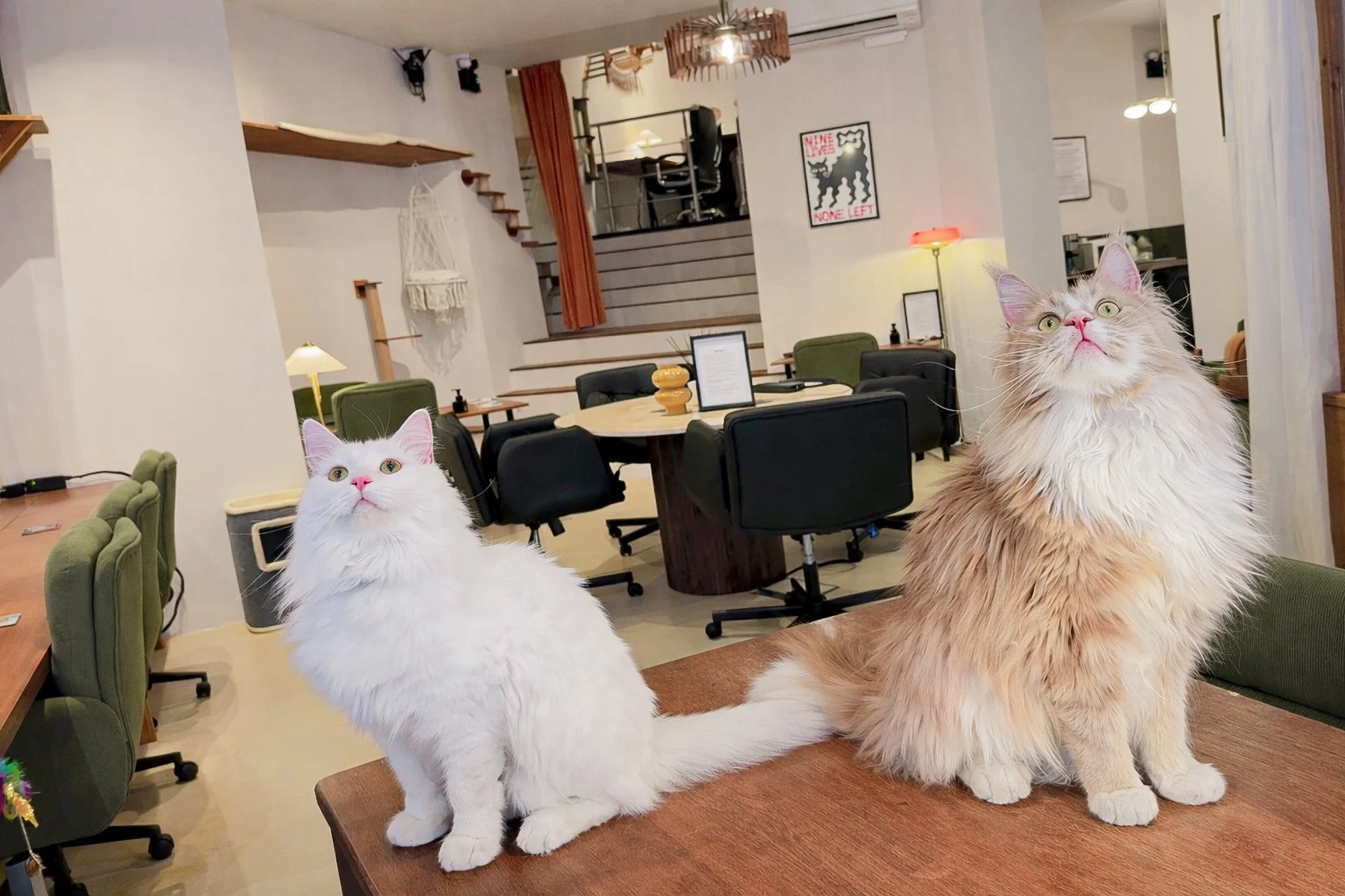 What is Purrfect Space? 
