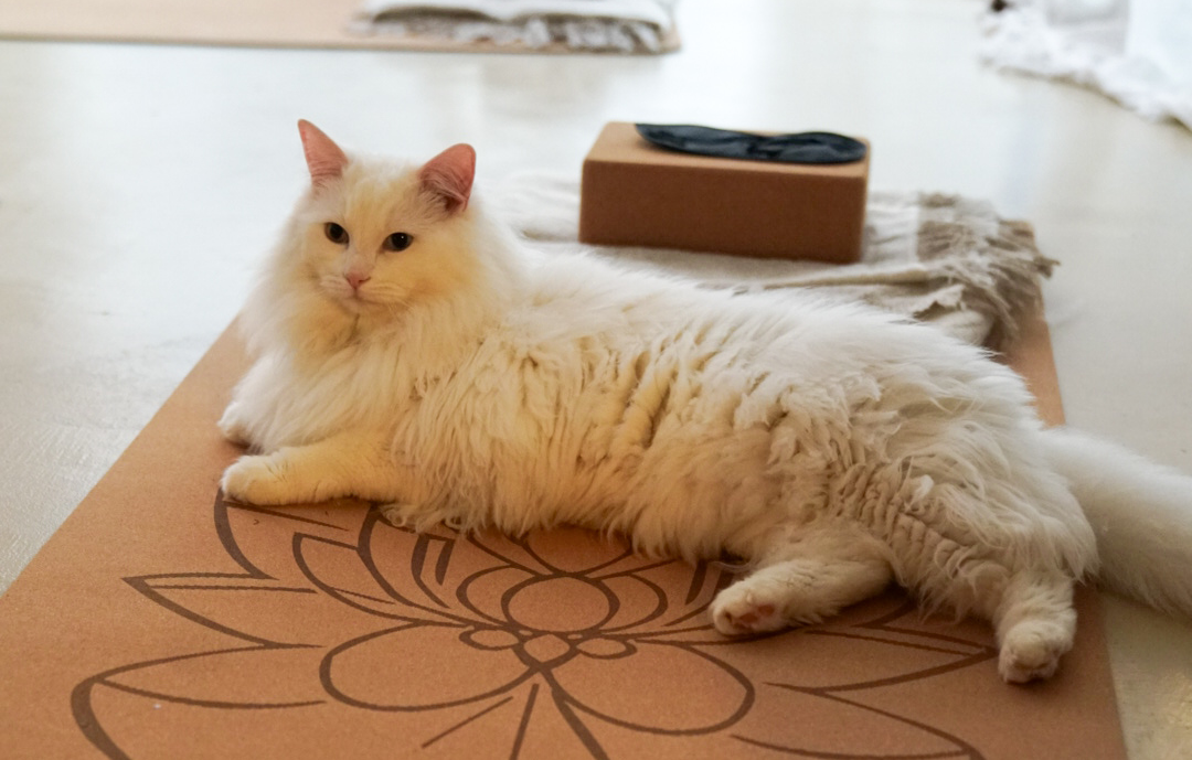 Cat Yoga in Brighton
