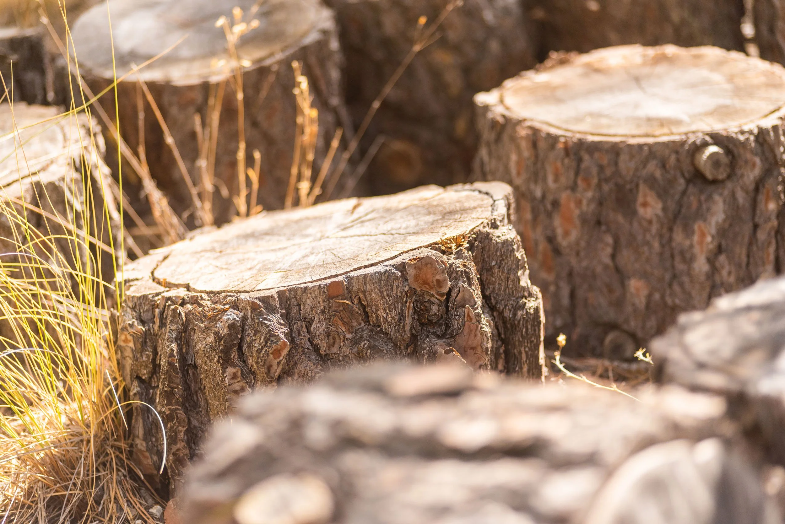 stoneway-strategic-group-of-tree-stumps-in-sunny-countryside.jpg