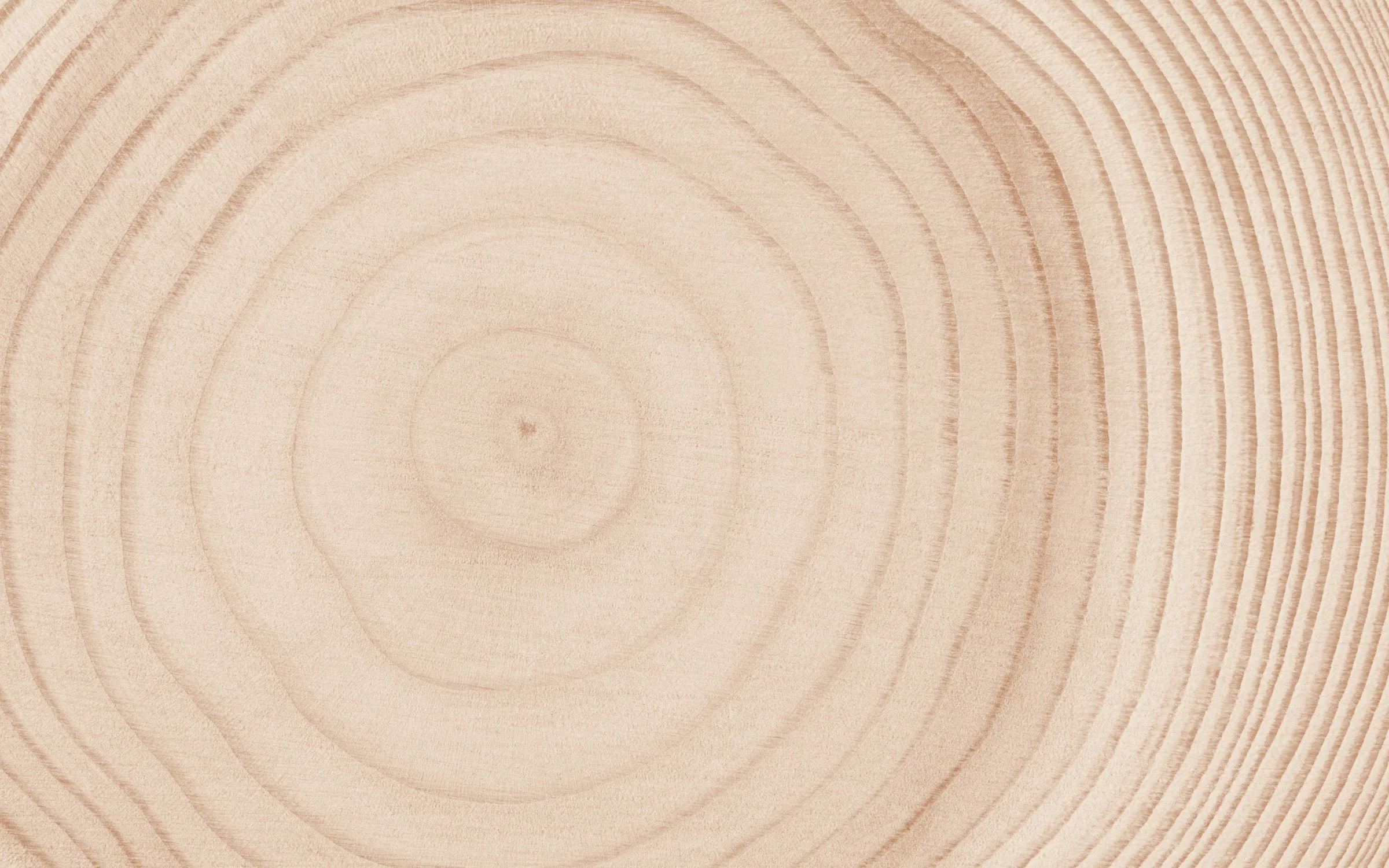 Close-up of tree wood cross-section showing growth rings and natural grain pattern.
