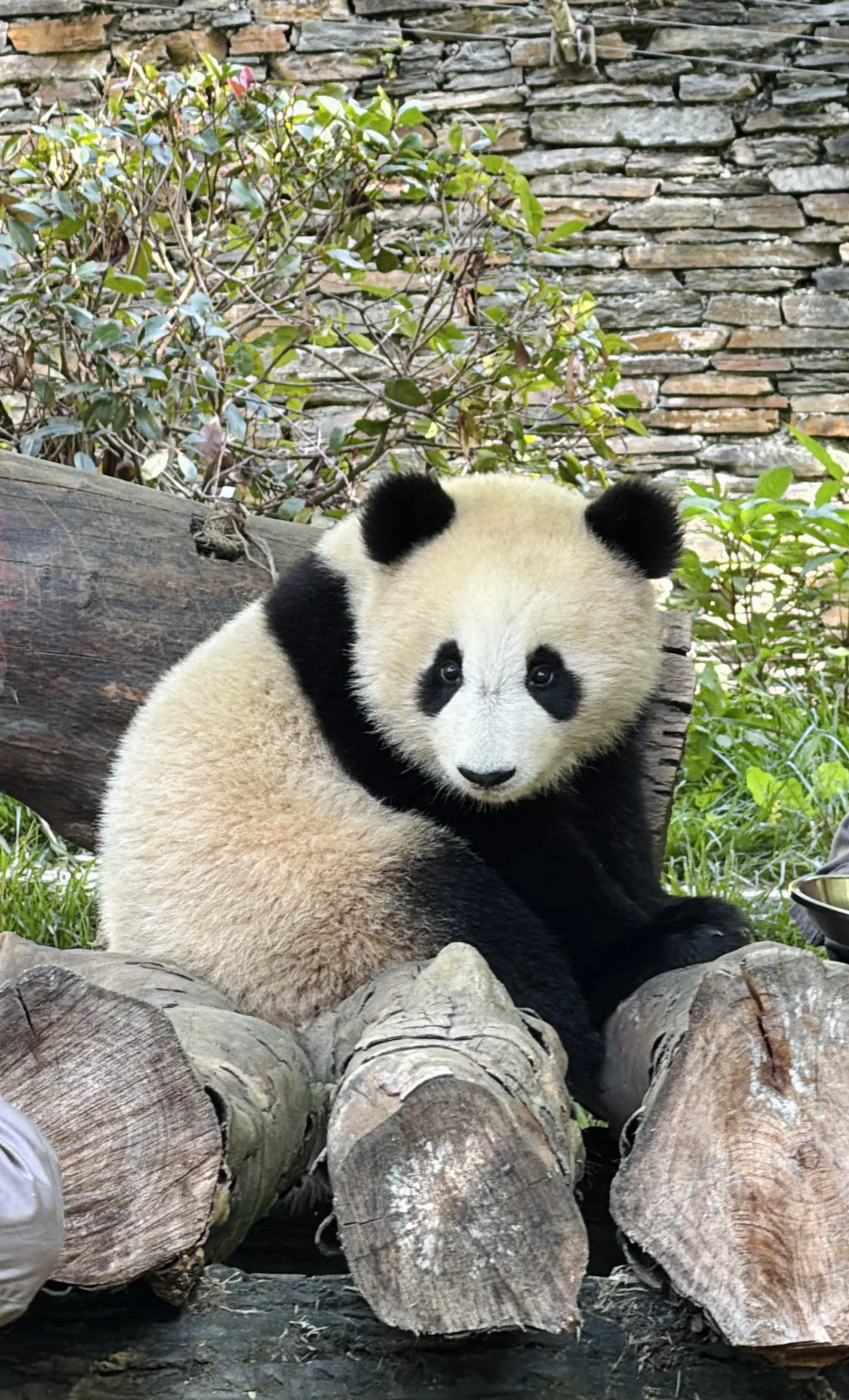 Chengdu, China