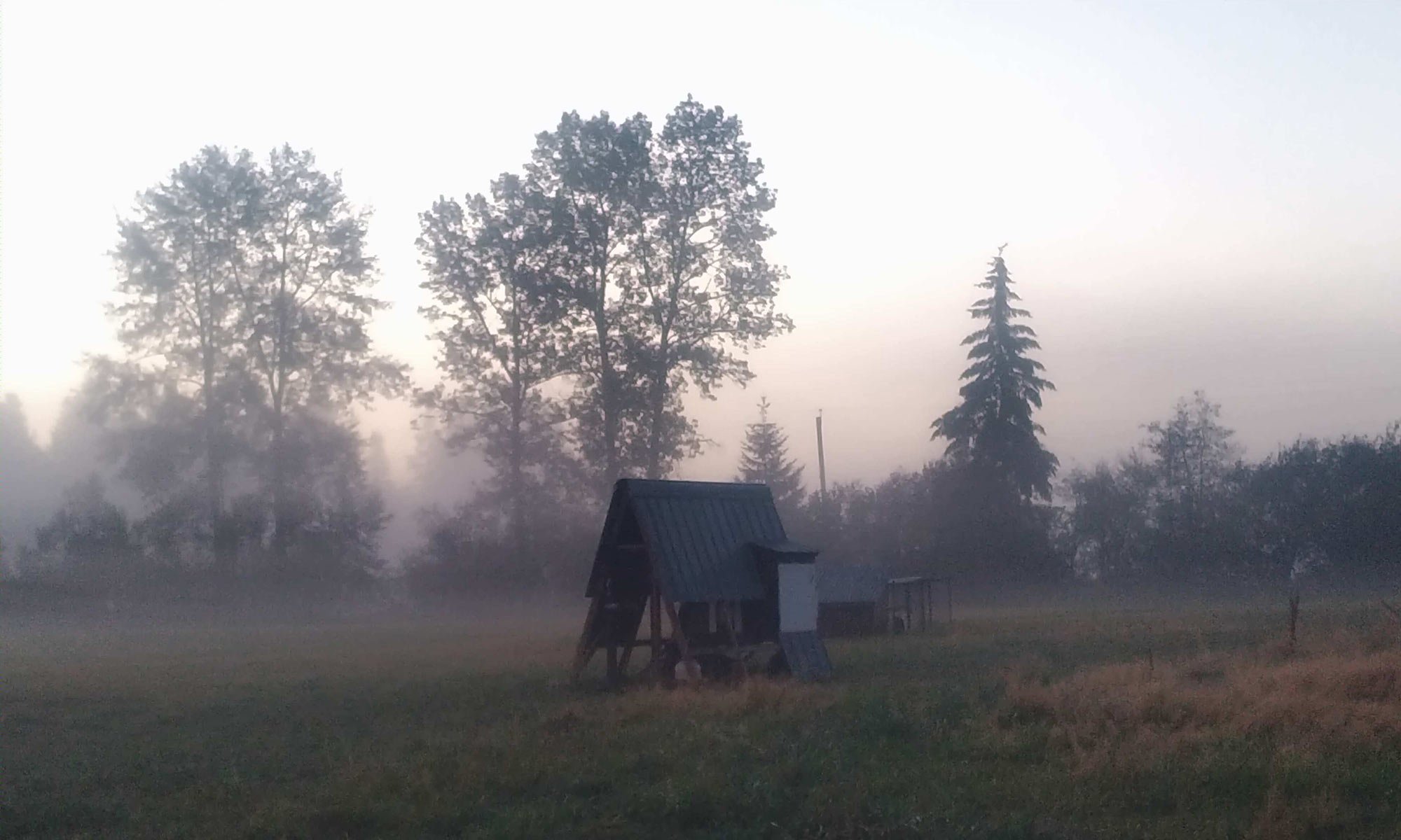 Early morning foggy rural landscape with trees, a small shed, and grassy field.