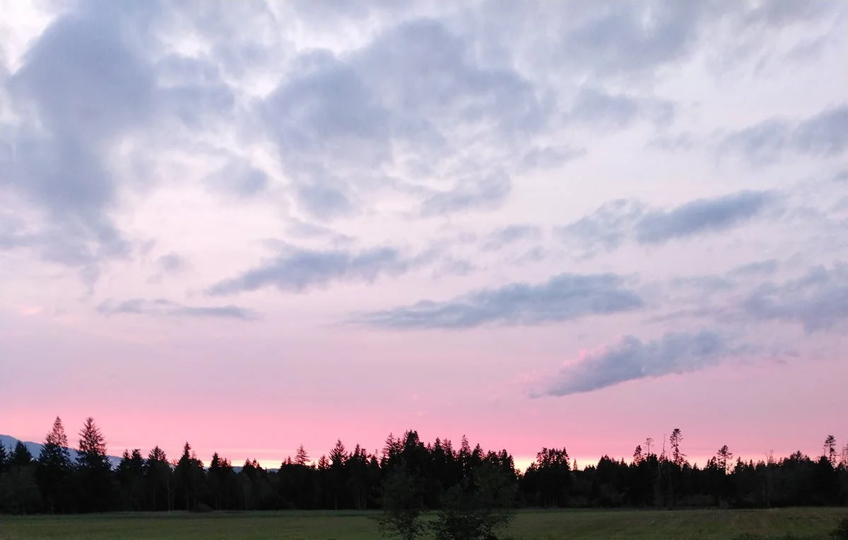 A landscape with a pink and purple sunset sky, scattered clouds, and a line of dark trees on the horizon.