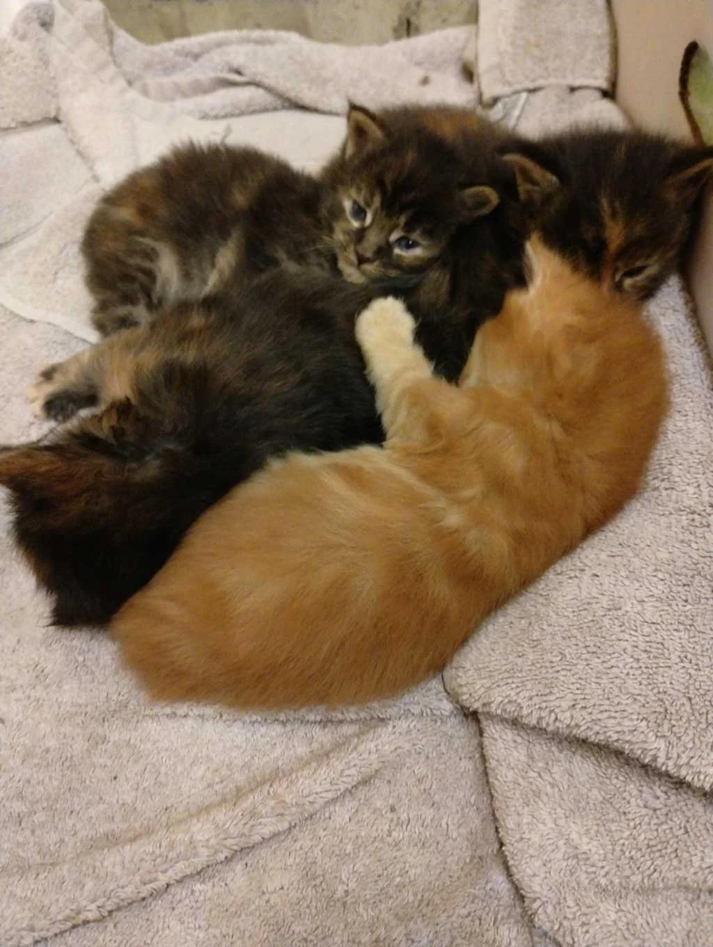 Four kittens cuddled together on a soft towel.