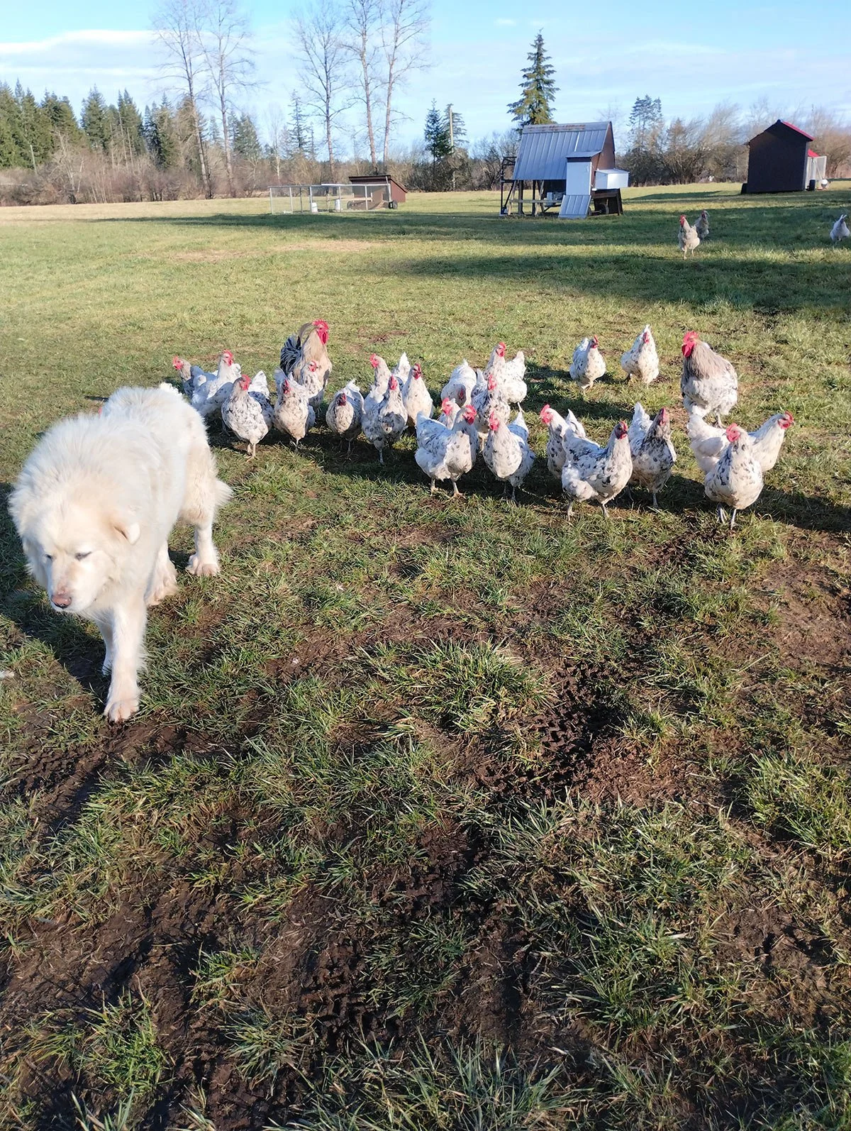 A white dog walking on a grassy field with a group of chickens nearby, farm buildings and trees in the background on a sunny day.