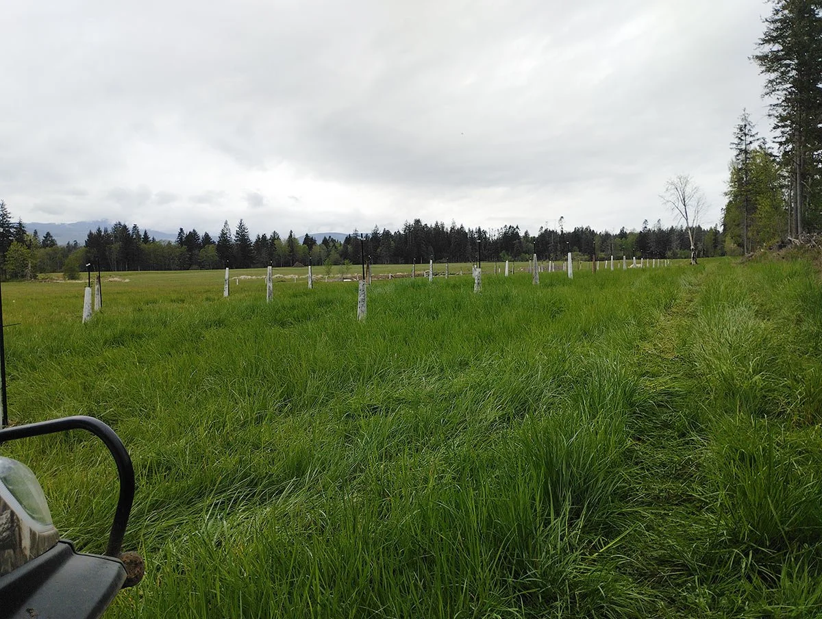 A lush green field with white painted tree trunks and a dirt path, under a cloudy sky, with trees and mountains in the distance.