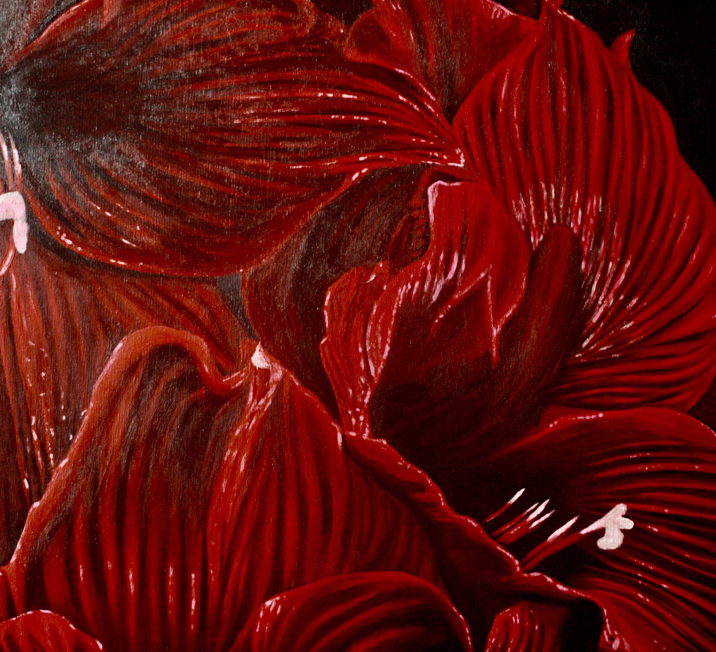 The Red Amaryllis (close up shot)
