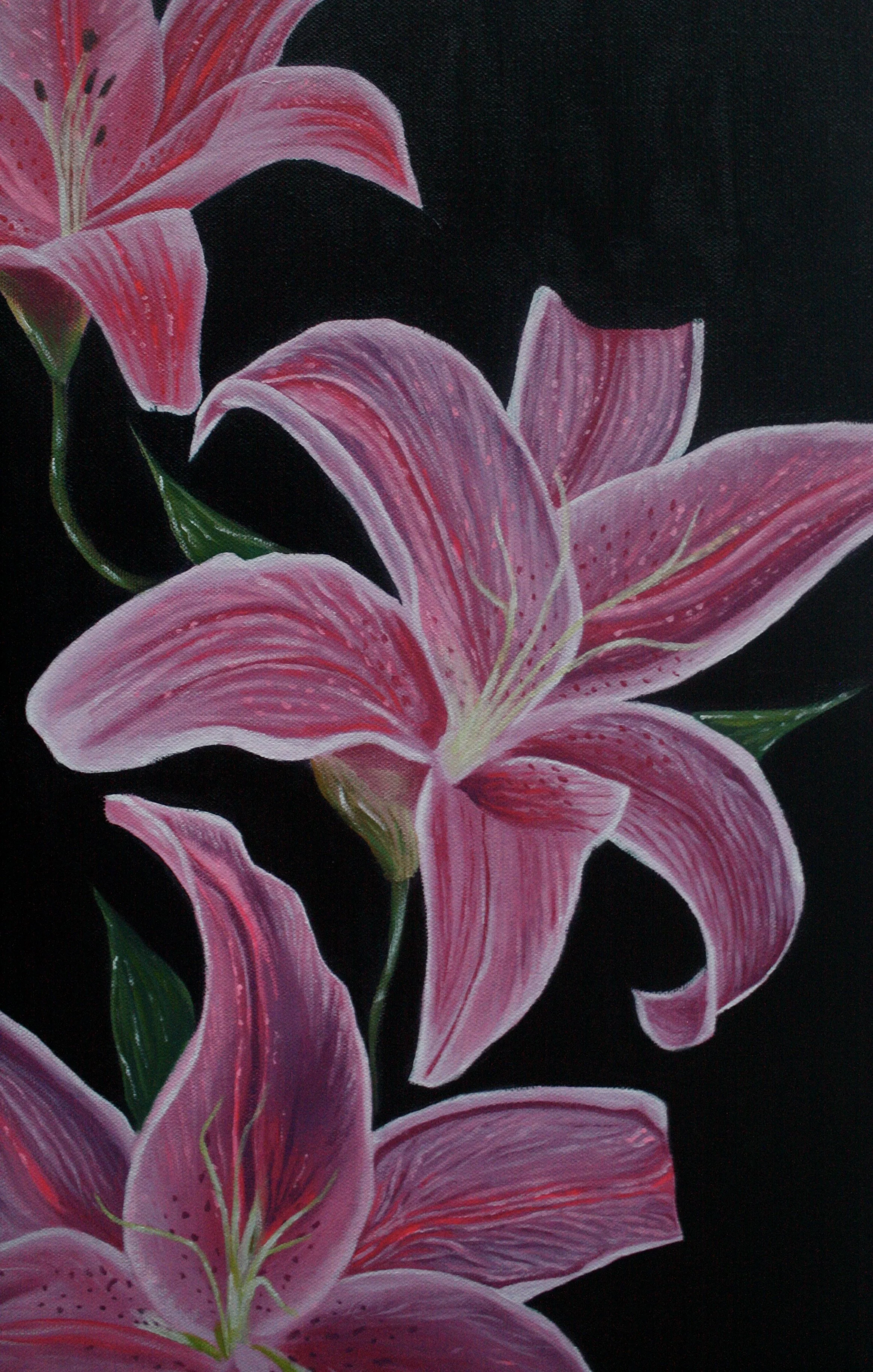 The Pink Lillies (Close up Shot)