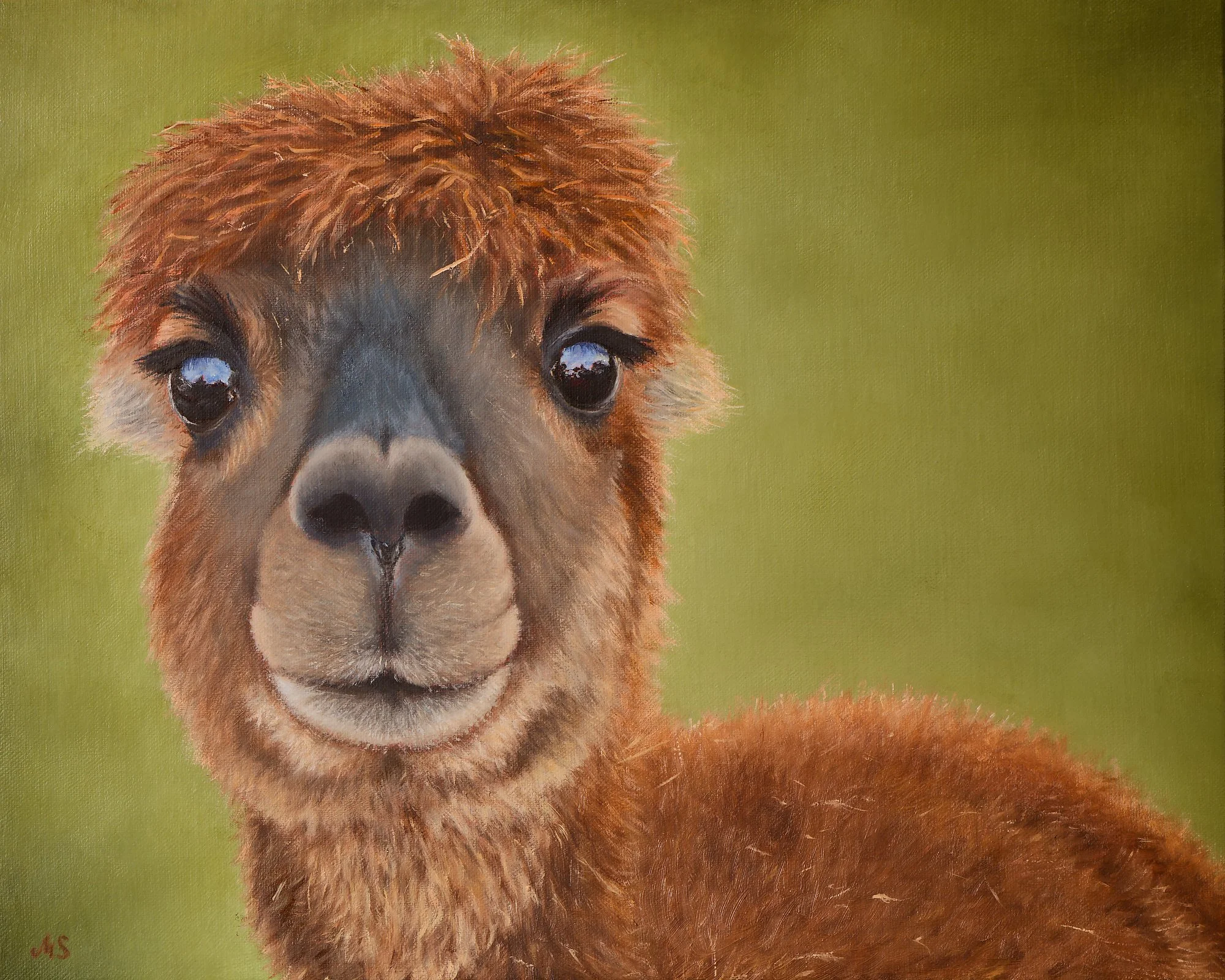 Curious Alpaca