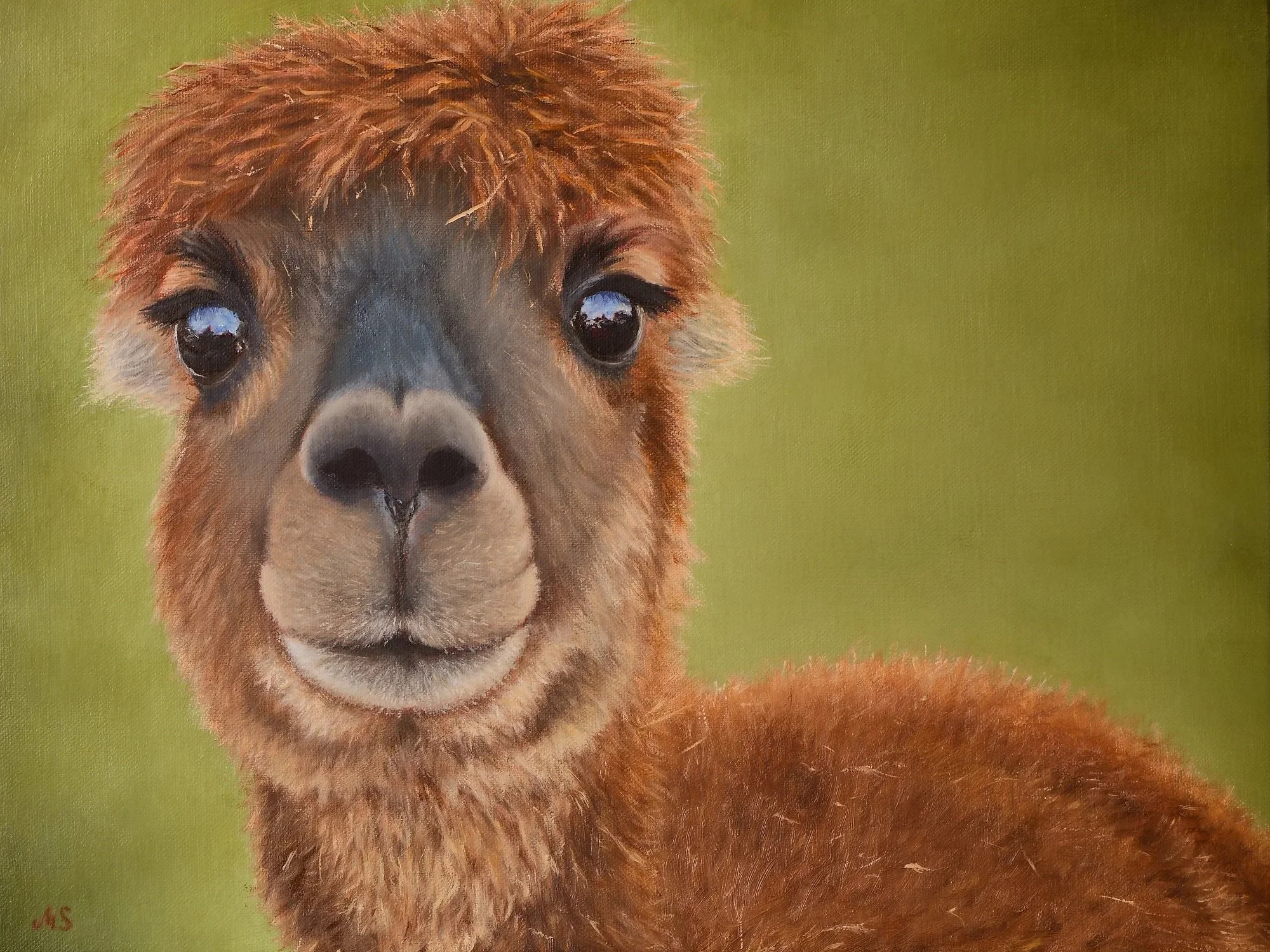 Curious+Alpaca_Web.jpg