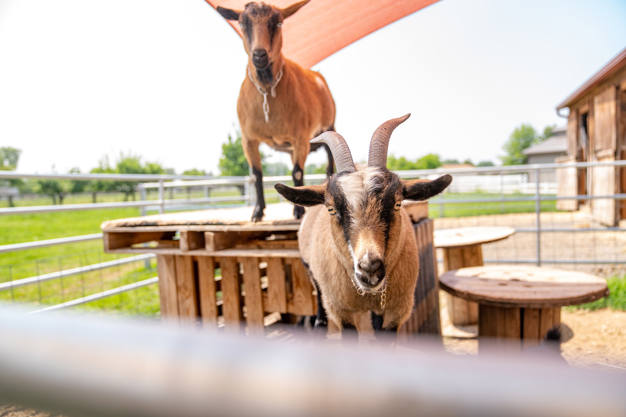 A goat with horns and a tan and black face standing on the ground in front, and a brown goat with a chain around its neck standing on a wooden platform behind it at a farm.