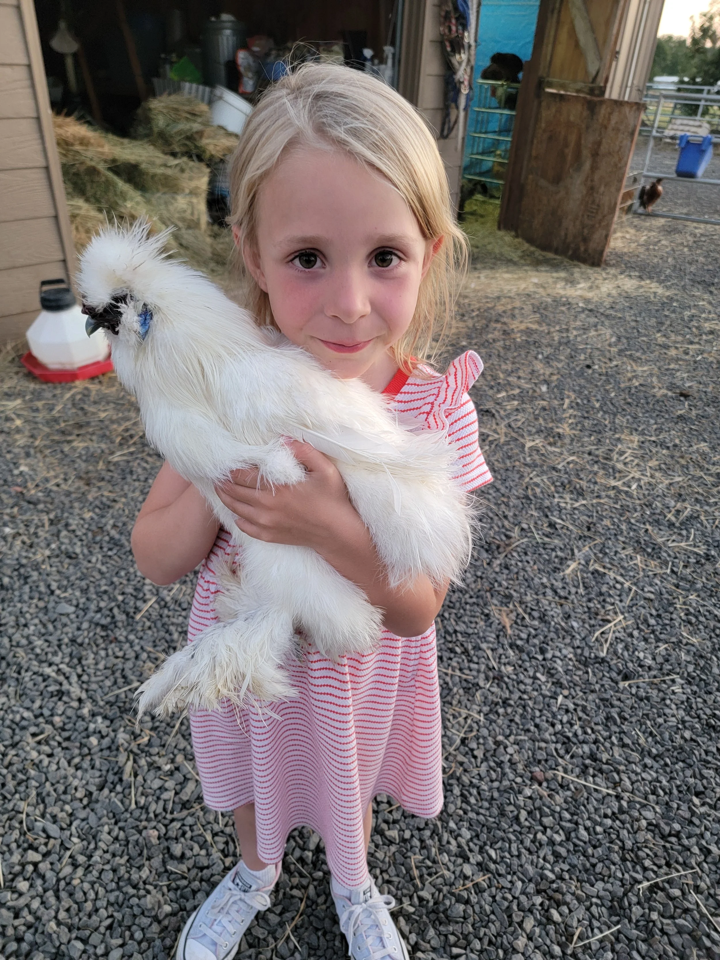 A young girl with blonde hair holding a white Silkie chicken outdoors in a rural setting.