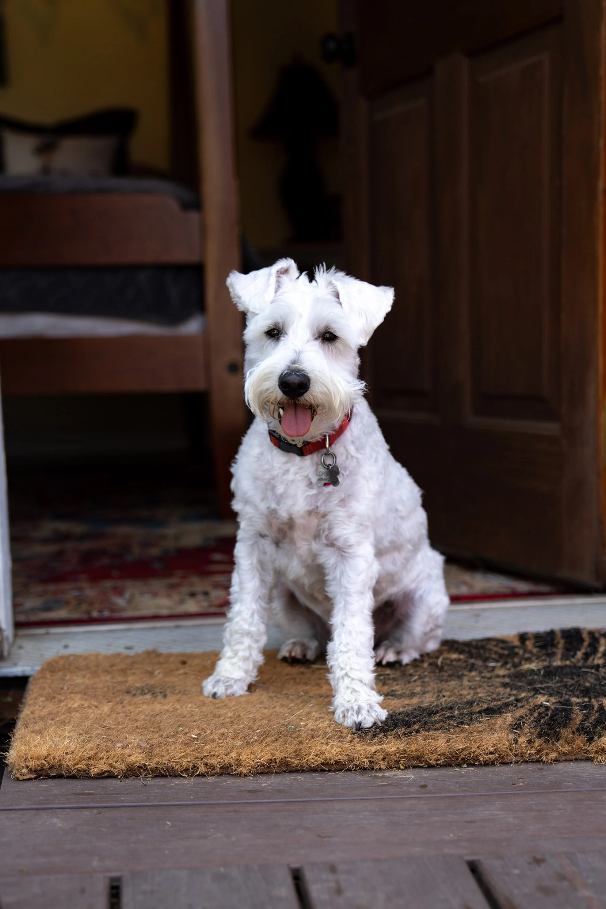 A white dog with black markings sitting on a brown doormat at the entrance of a house, with its tongue out and wearing a red collar with a metal tag.