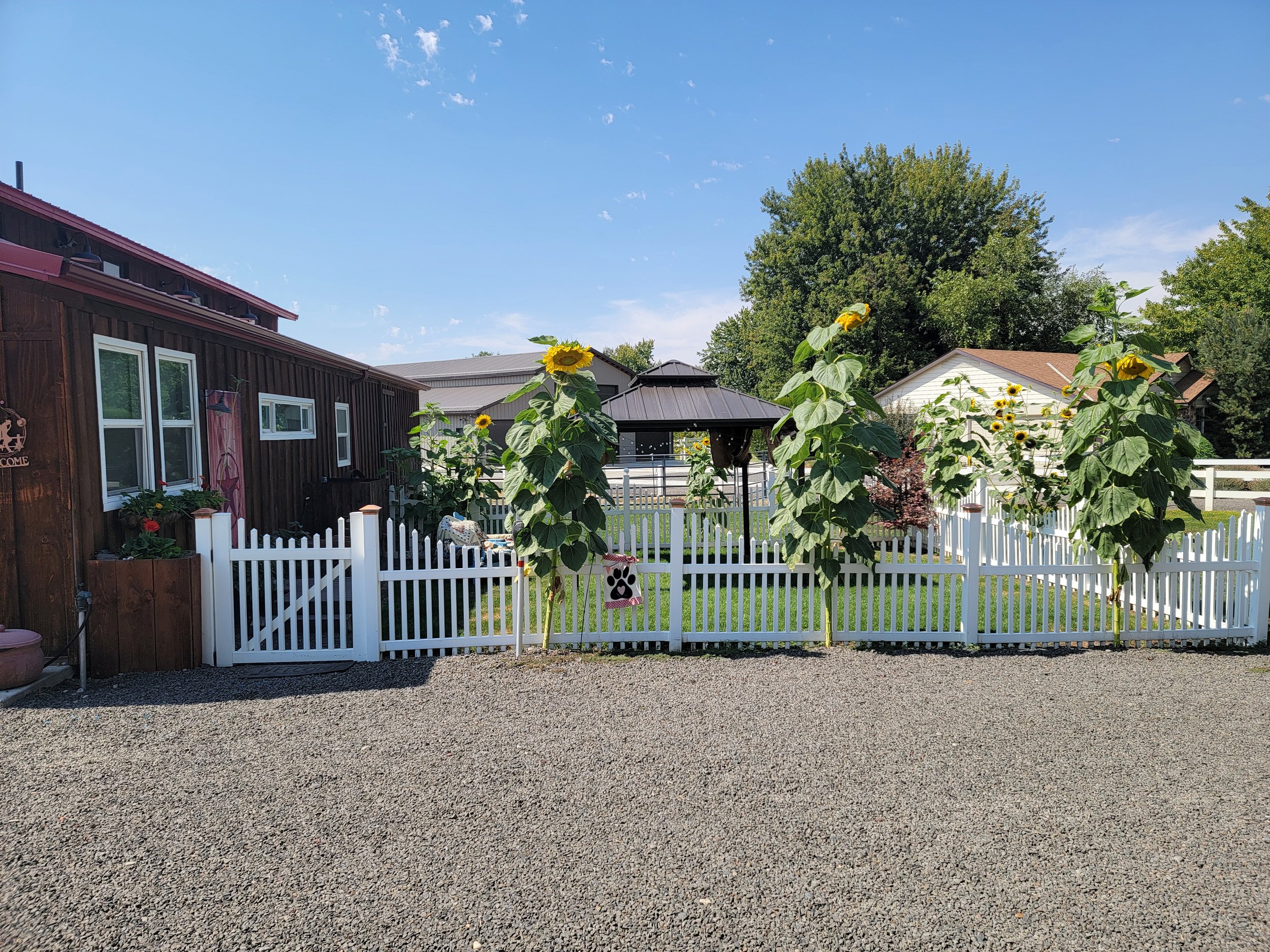 A backyard with sunflower plants along a white picket fence, with a dark brown wooden building on the left and a white house in the background on the right, under a blue sky.
