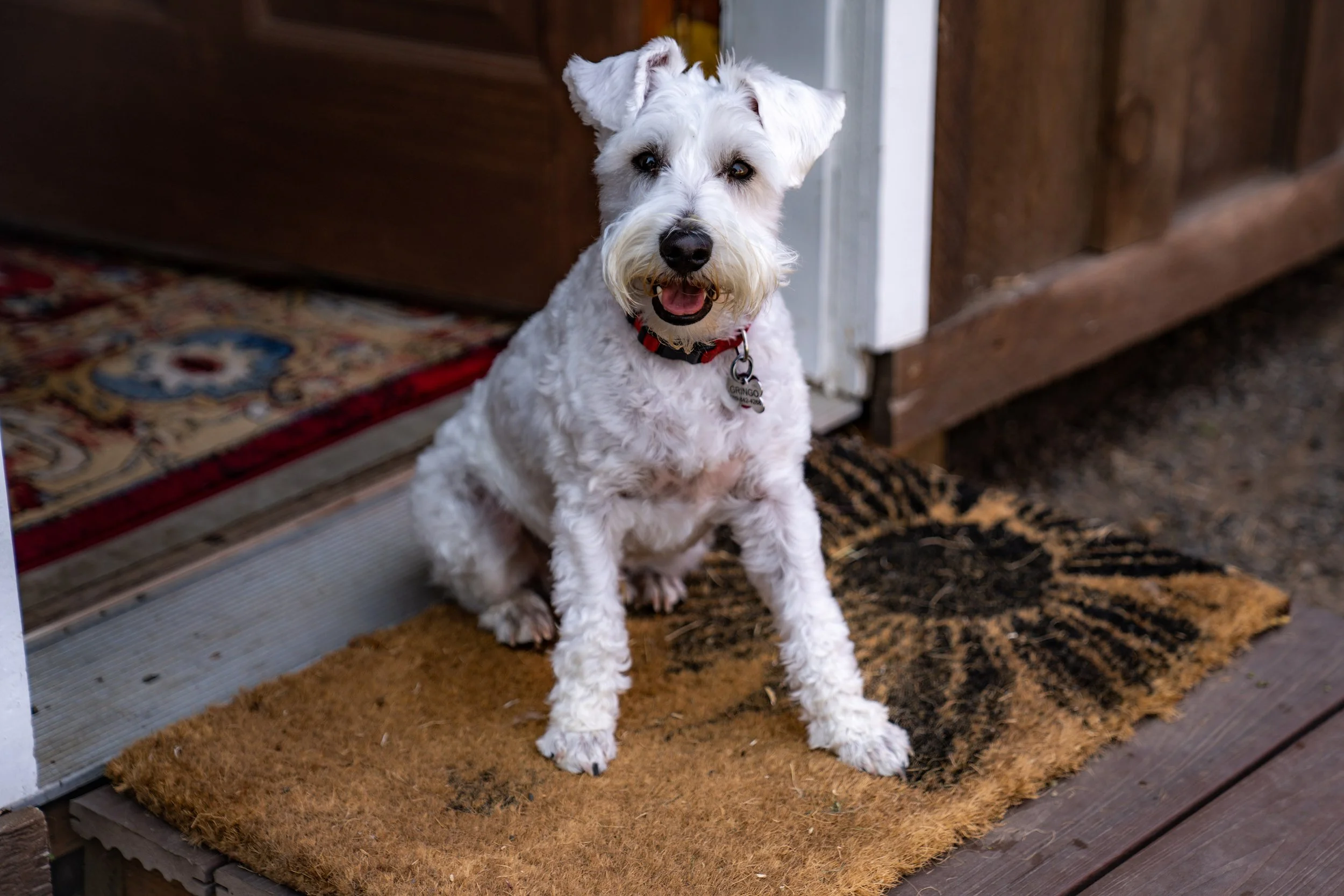 A white dog with a red collar sitting on a brown doormat outside a doorway, smiling with its tongue slightly out.