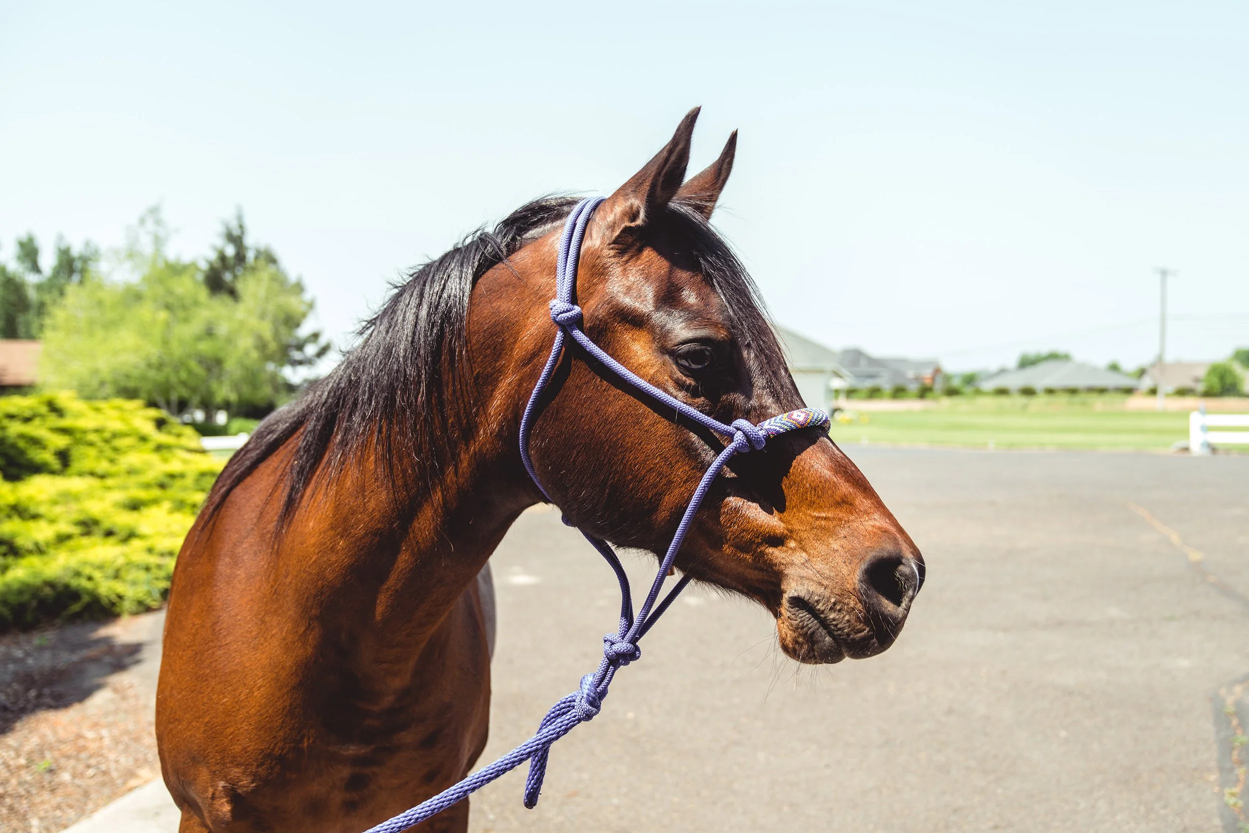 A brown horse with black mane wearing a purple halter, standing outdoors on a sunny day with green trees and a clear sky in the background.