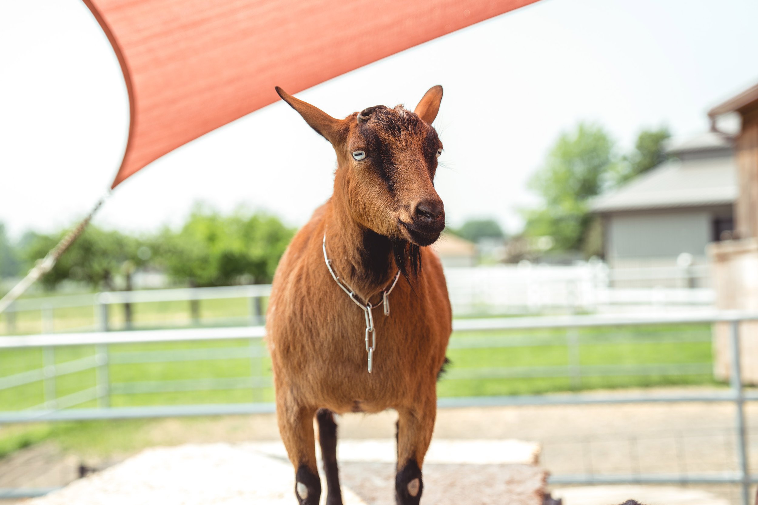 A brown goat with white markings on its legs standing outdoors under a red sunshade, with a white fence and green trees in the background.