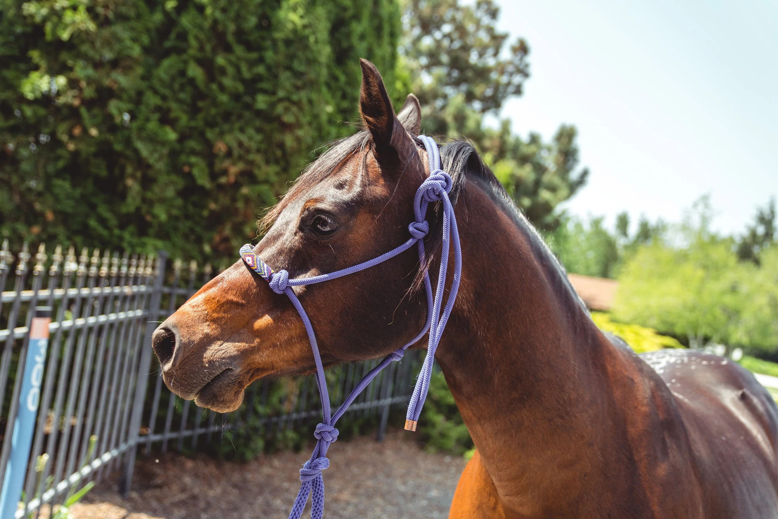 Close-up of a brown horse with a purple halter and lead rope, outdoors with trees and a metal fence in the background.