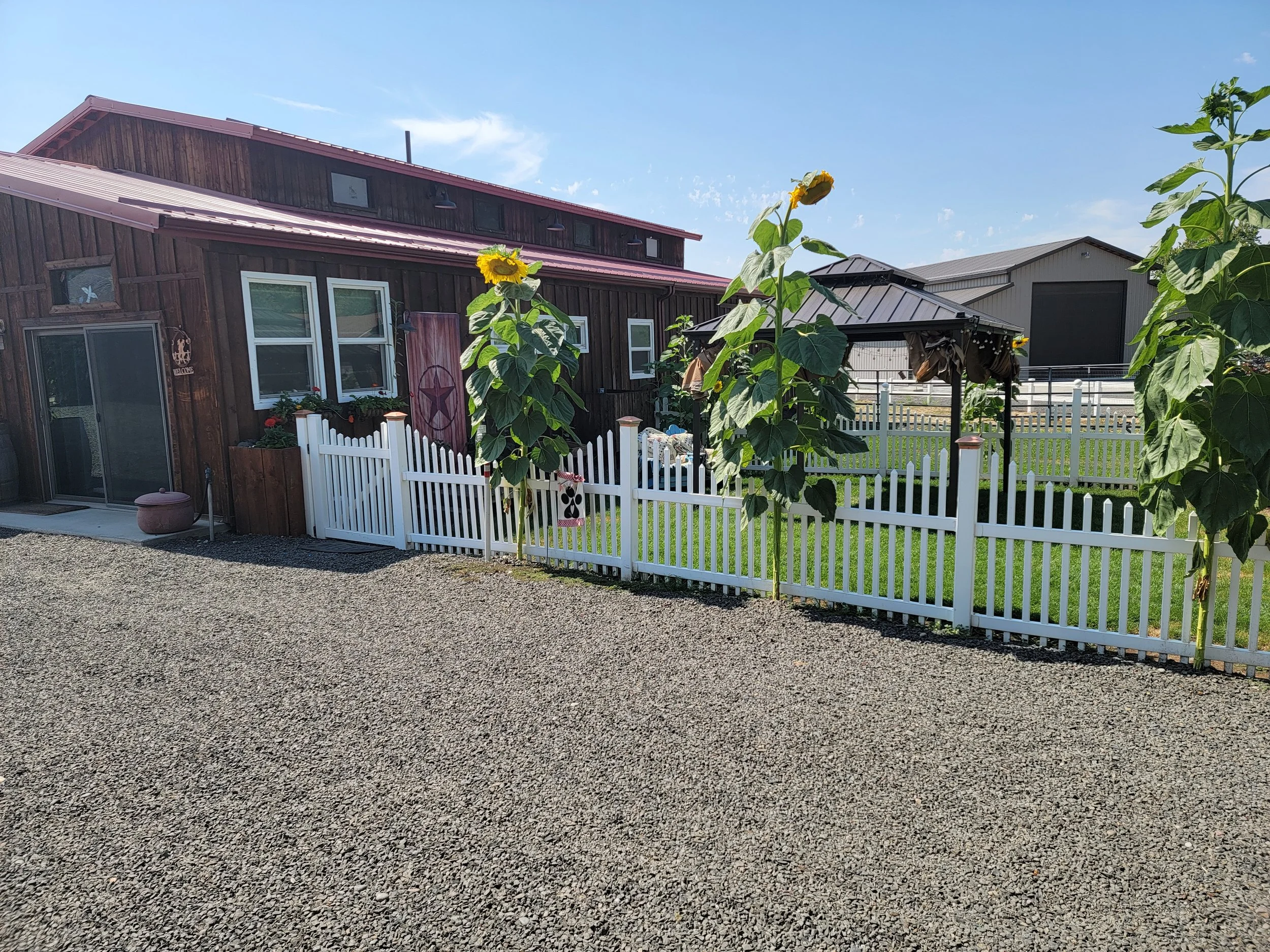 A house with a dark wooden exterior and a red metal roof, surrounded by a white picket fence. Tall sunflowers are in the yard, and there is a small open gazebo with string lights, plants, and lawn decorations. Gravel covers the ground in the foregrou