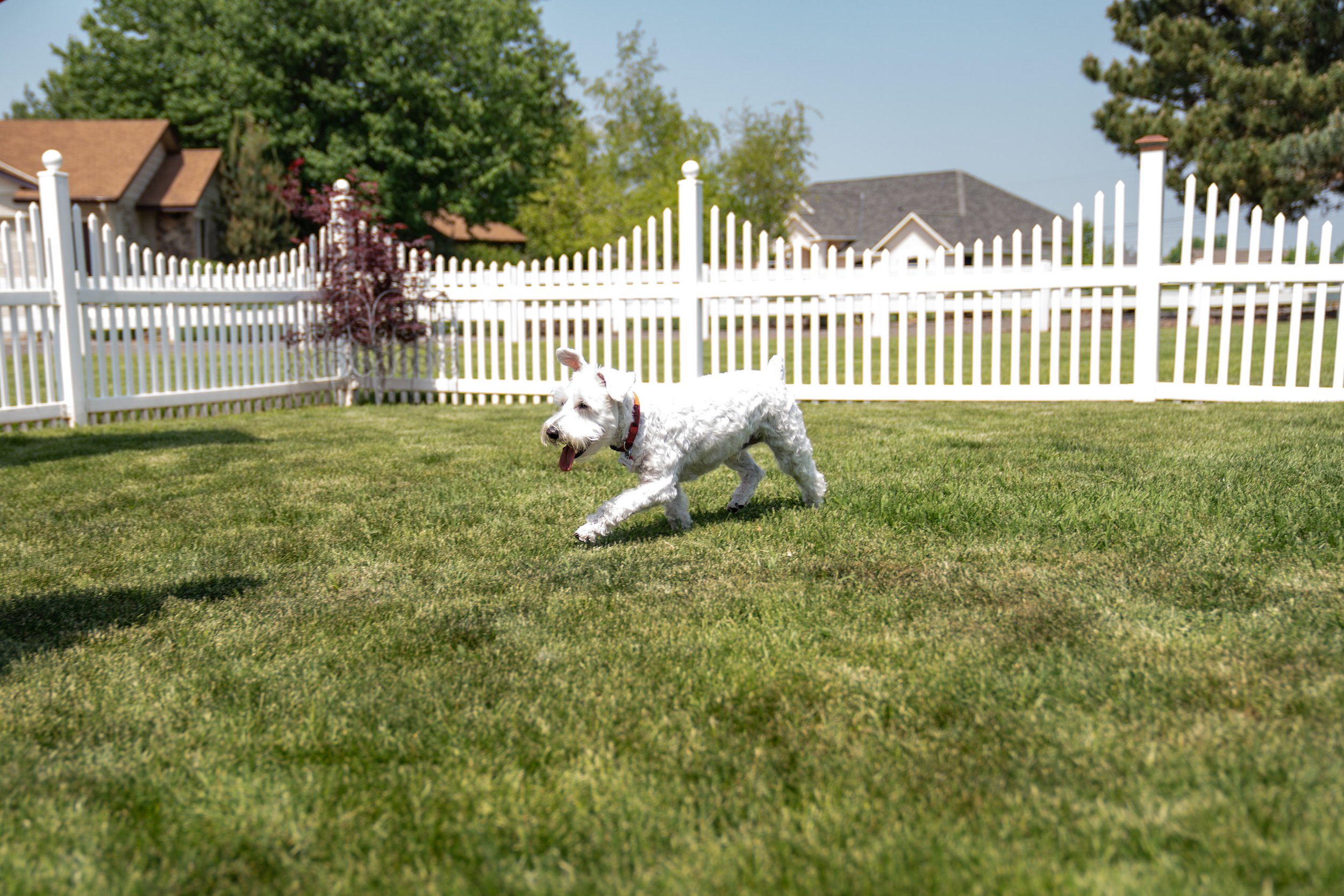 A white dog with a red collar running on green grass in a backyard enclosed by a white picket fence.