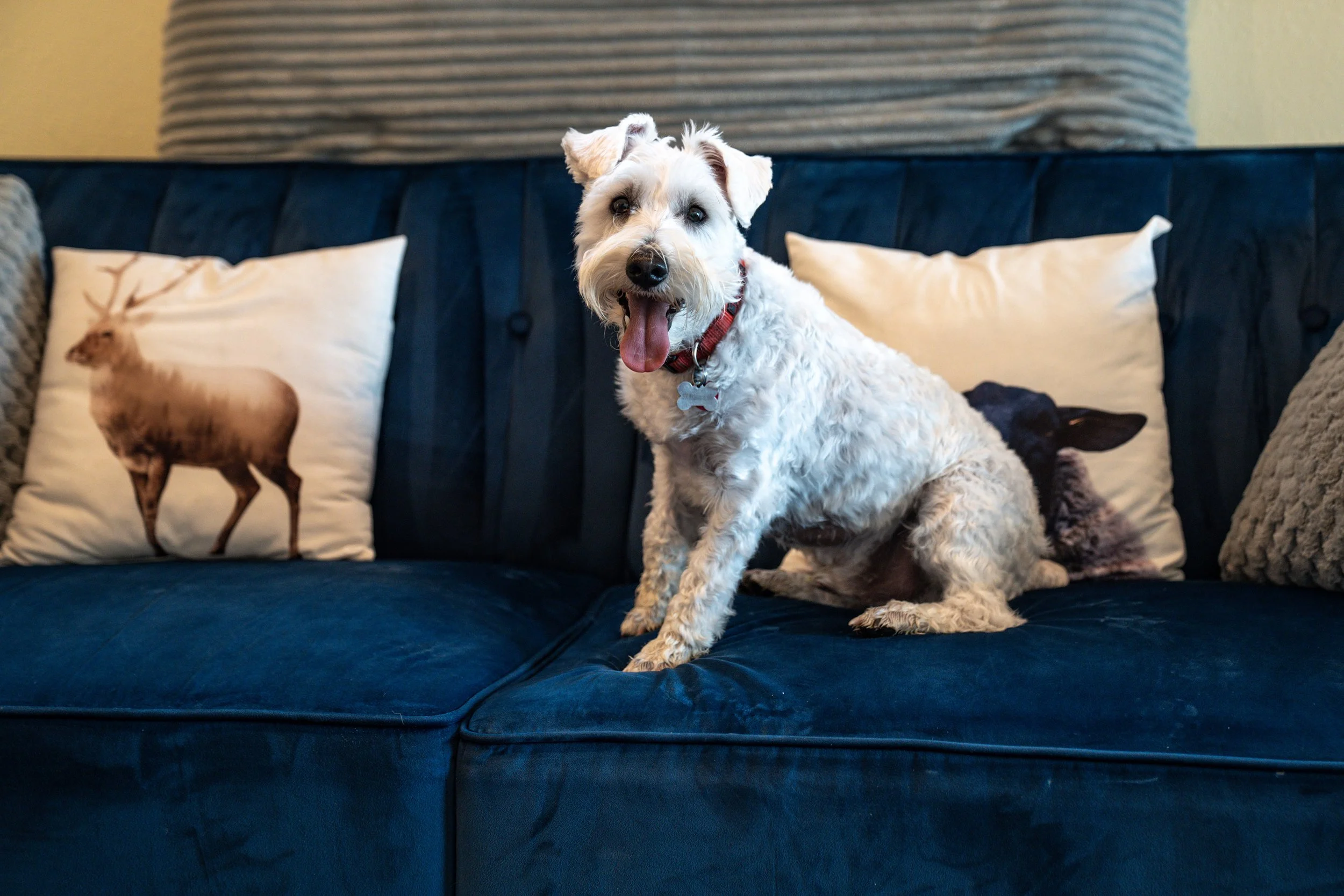 White curly-haired dog sitting on a blue couch with decorative pillows, one with a deer illustration and another with a dog.
