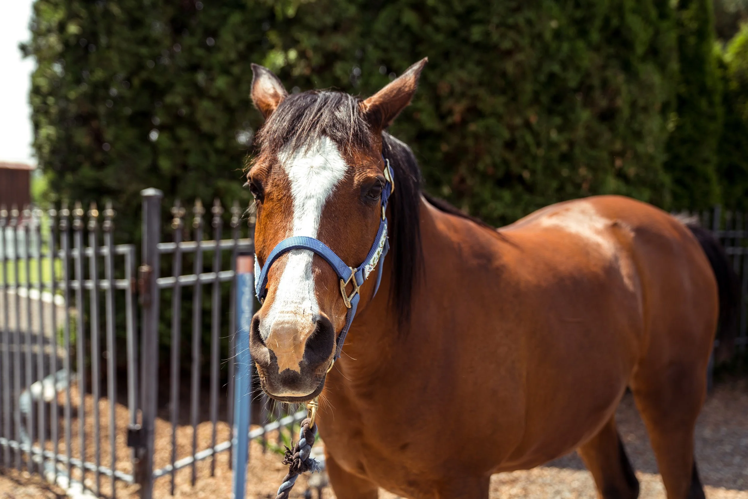 A brown horse with a white blaze on its face, standing outdoors on a sunny day near a metal fence and trees.
