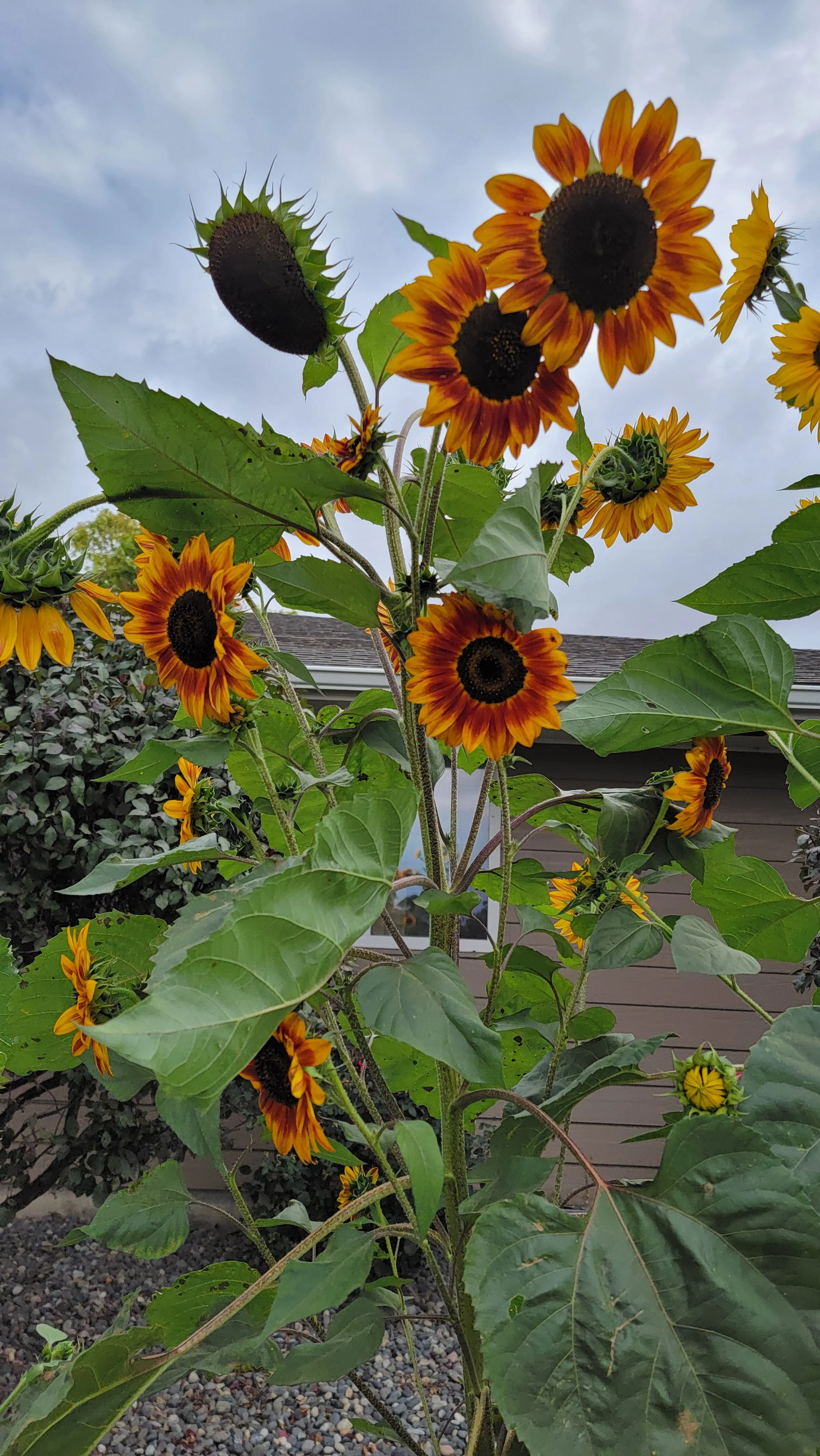 Sunflower plant with multiple orange and yellow flowers and large green leaves in a garden, with a cloudy sky in the background.