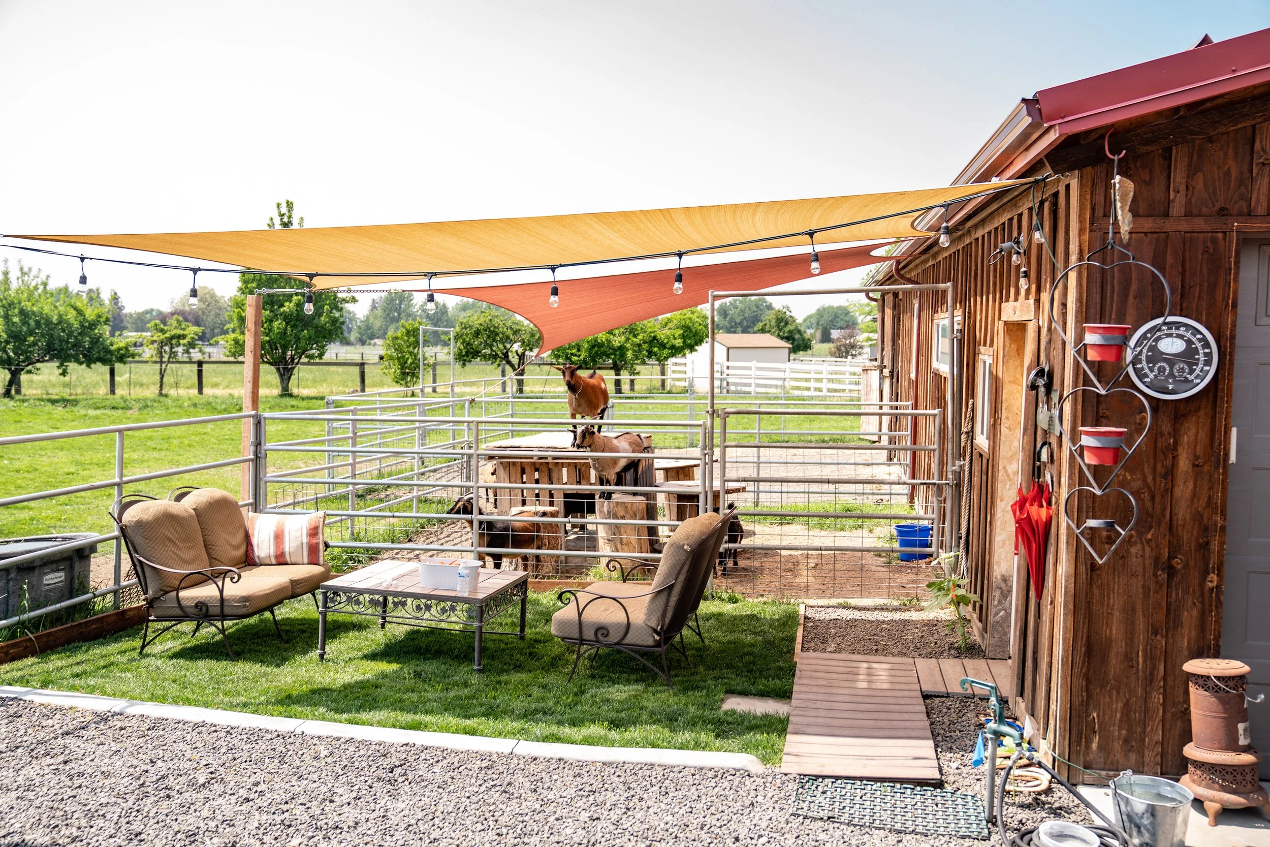 A backyard with a wooden shed, patio furniture, hanging string lights, and a fenced outdoor animal enclosure with goats. Shade sails are installed over the patio area, and various garden tools and decorations are around the shed.