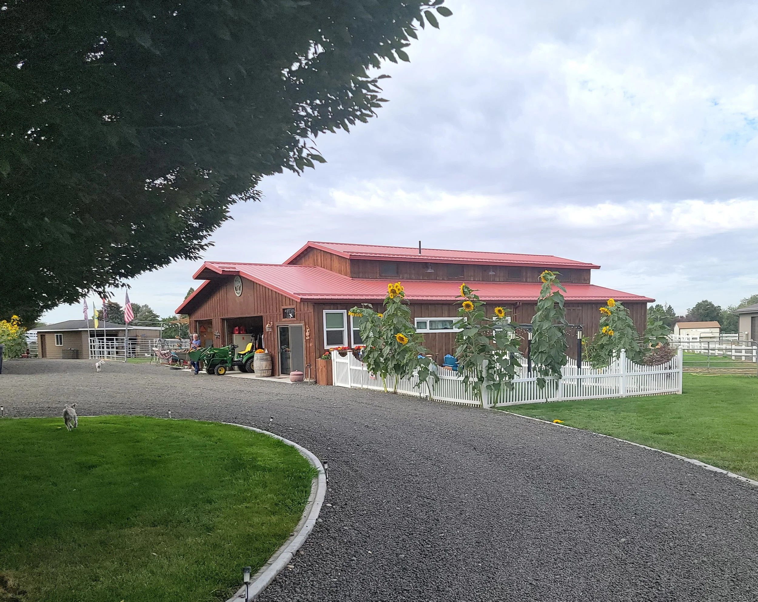 A red barn with a metal roof, sunflower plants, and a white picket fence in a rural farm setting under cloudy skies, with a gravel driveway, green lawn, and nearby small outbuildings.