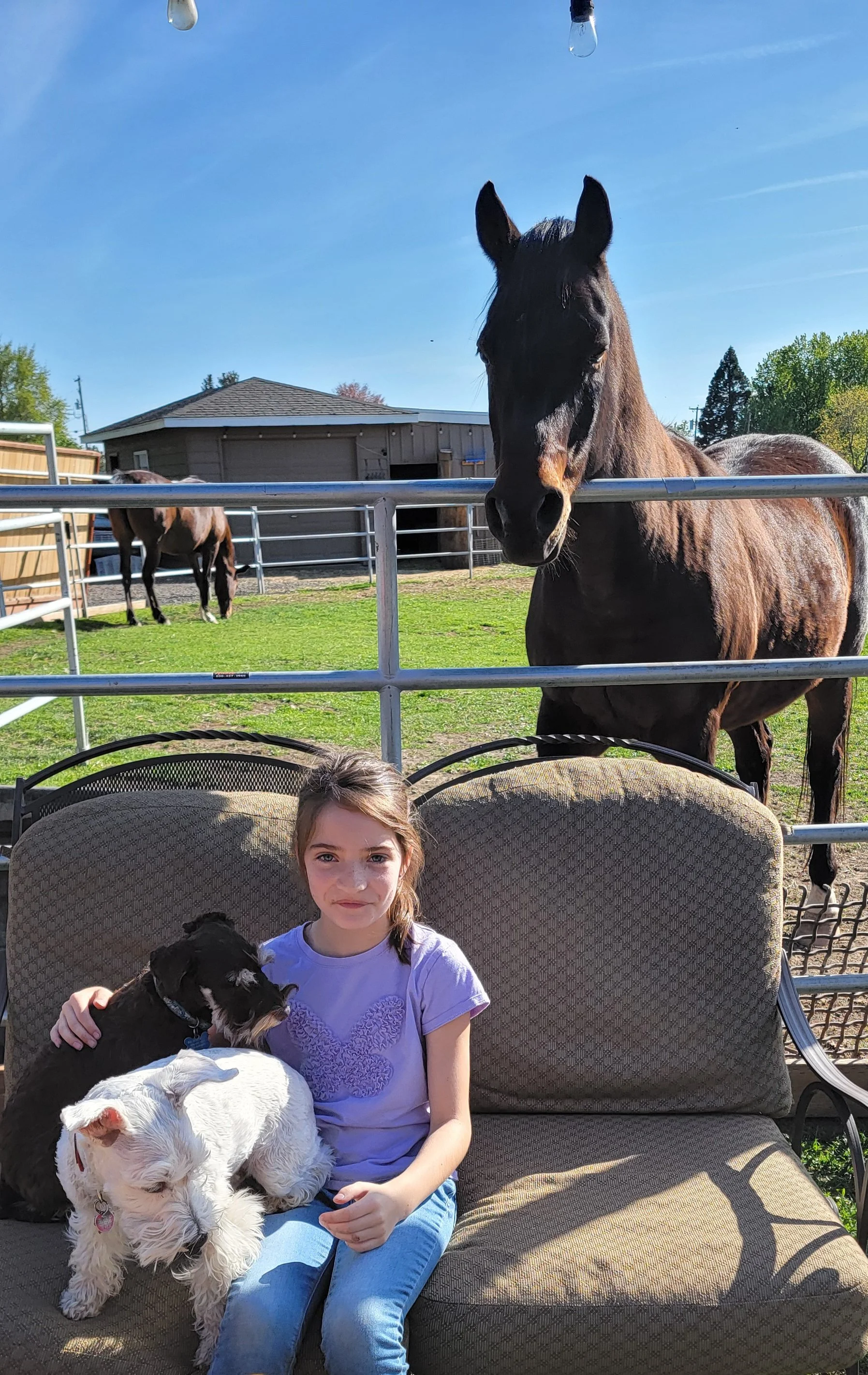 A girl sitting on a bench outside, holding two dogs, with a horse behind a fence in the background.