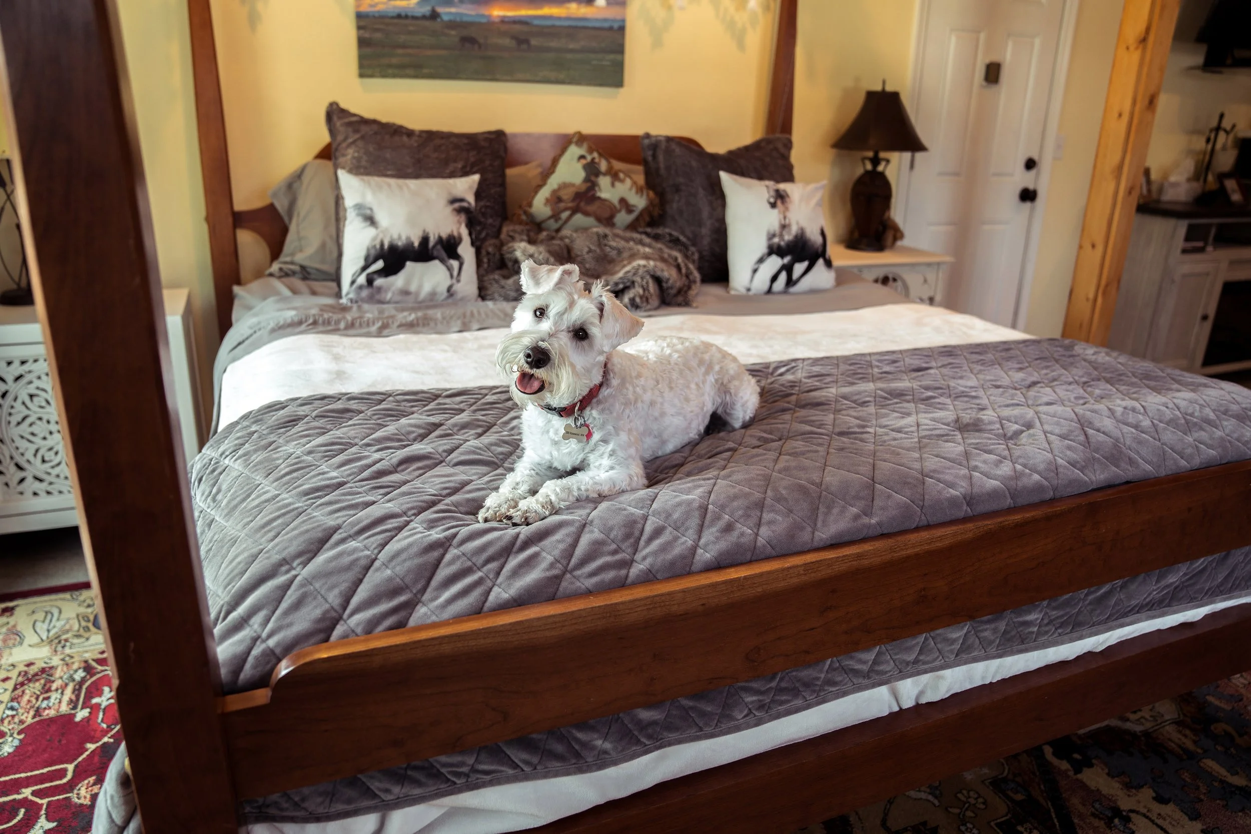 A small white dog lying on a bed with a gray quilt, with decorative pillows and a blanket behind it, in a cozy bedroom with wooden furniture and warm lighting.