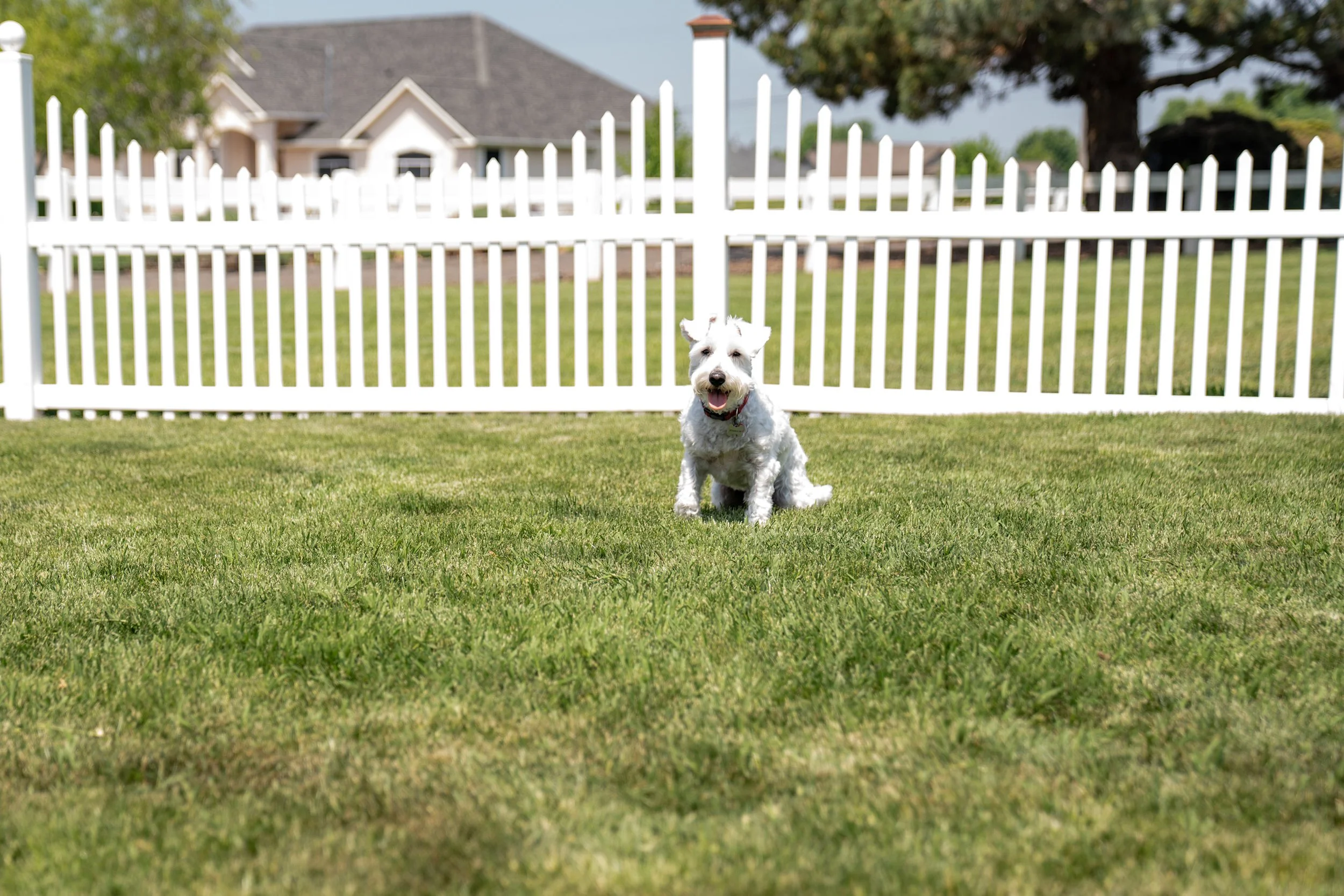 A playful white dog running on green grass in front of a white picket fence, with a house and trees in the background.