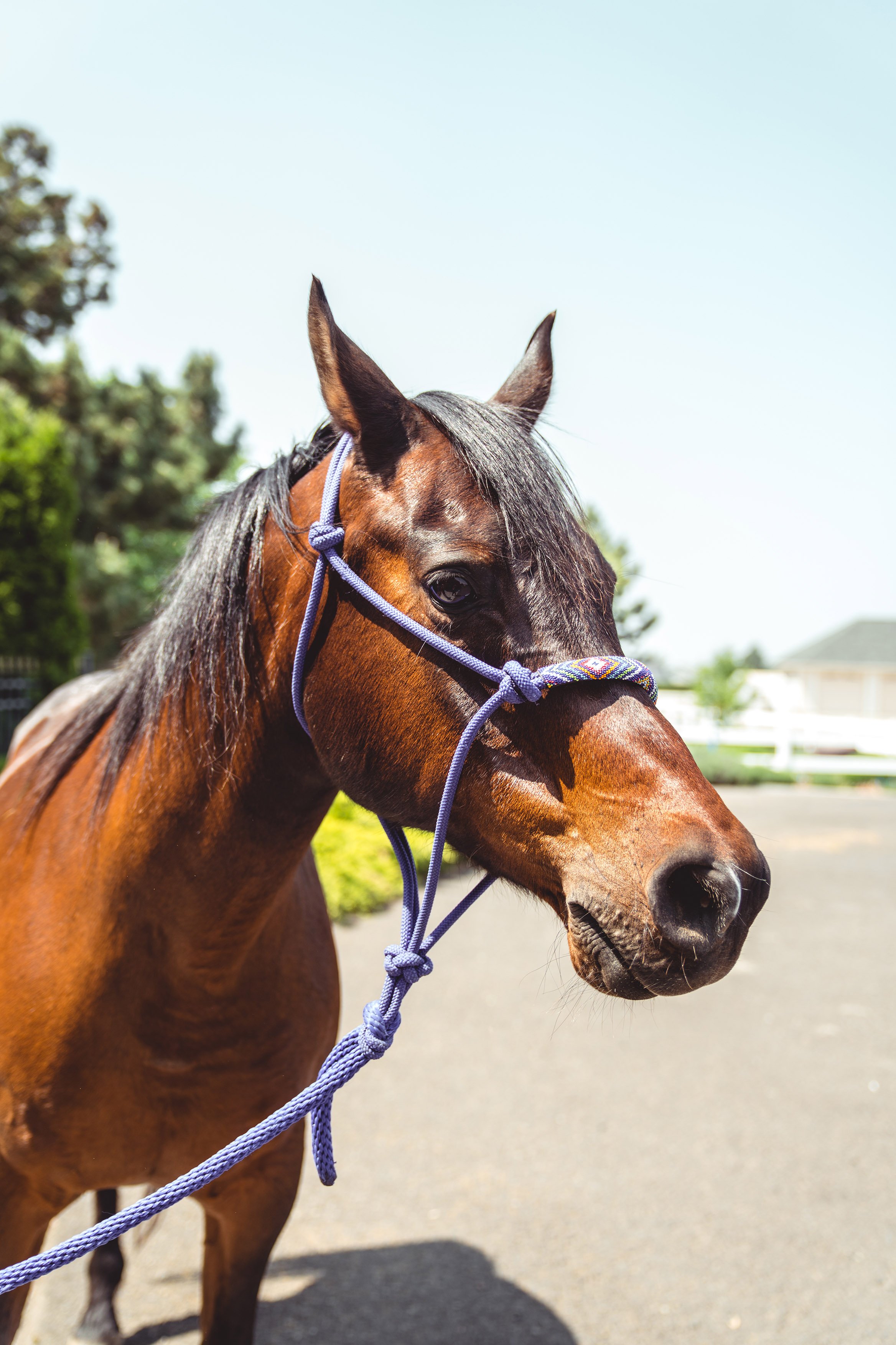 Close-up of a brown horse with a black mane wearing a purple halter, standing outdoors on a sunny day with trees and buildings in the background.