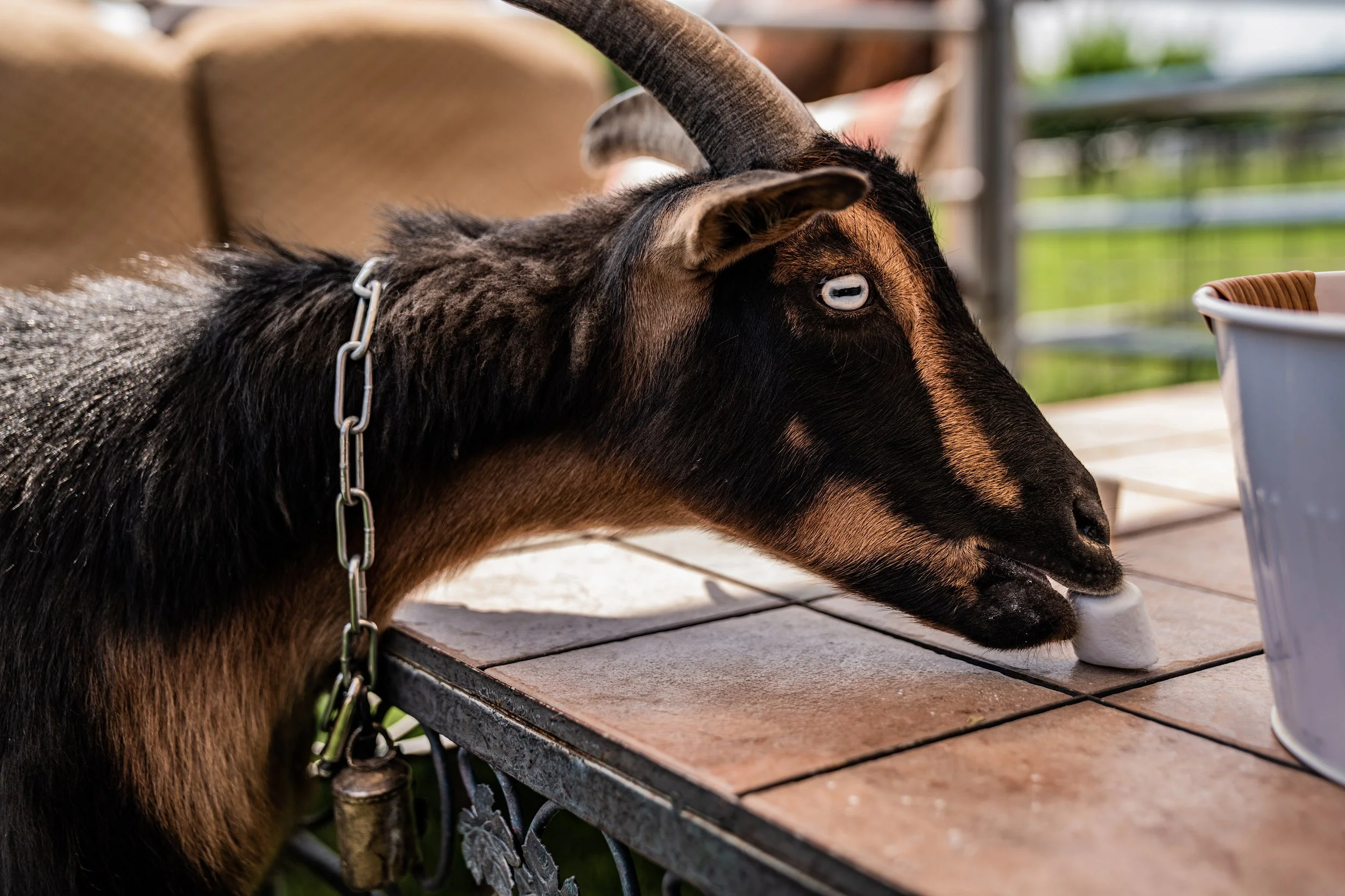A goat with black and brown fur and white eyes eating from a bowl on a tiled outdoor surface.