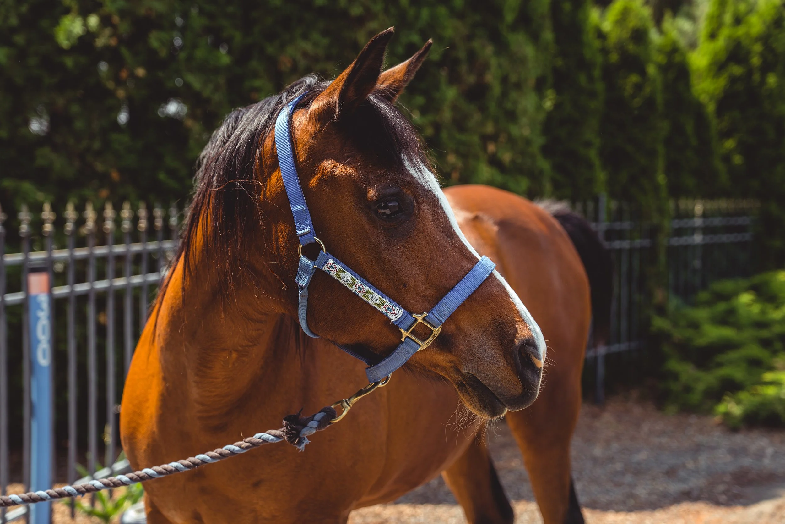A brown horse with a white blaze on its face wearing a blue halter and lead rope, standing outdoors near a metal fence with greenery in the background.